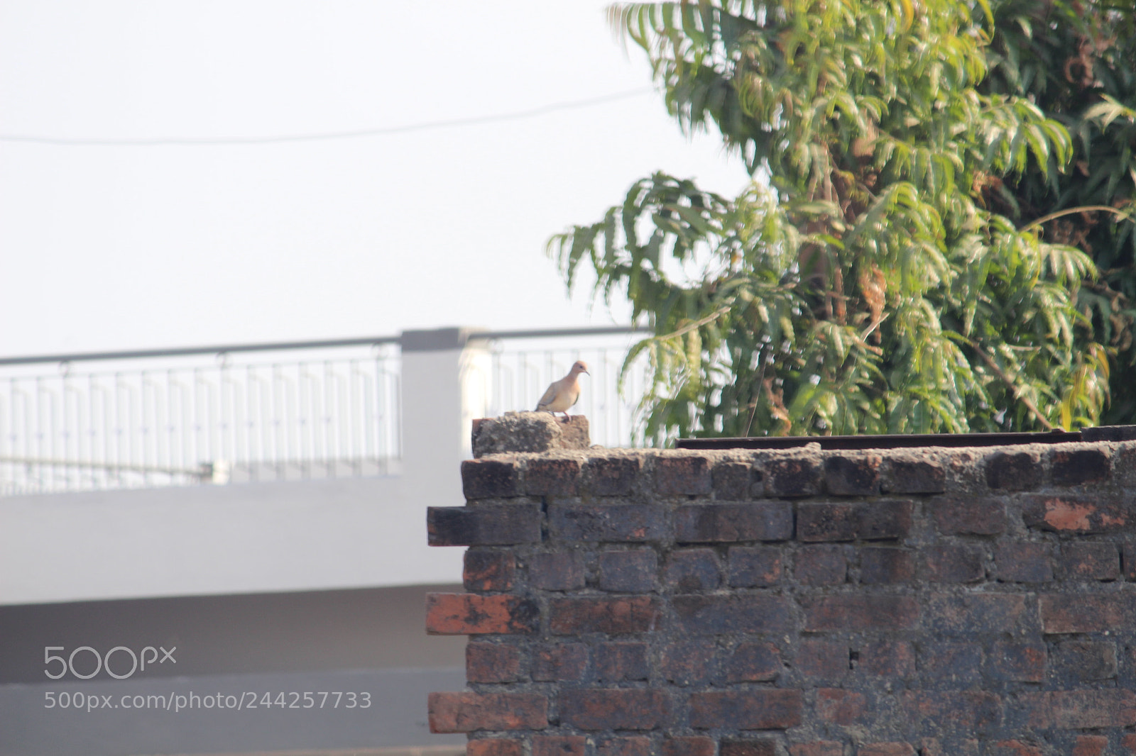 Canon EF-S 55-250mm F4-5.6 IS II sample photo. Untitled photography