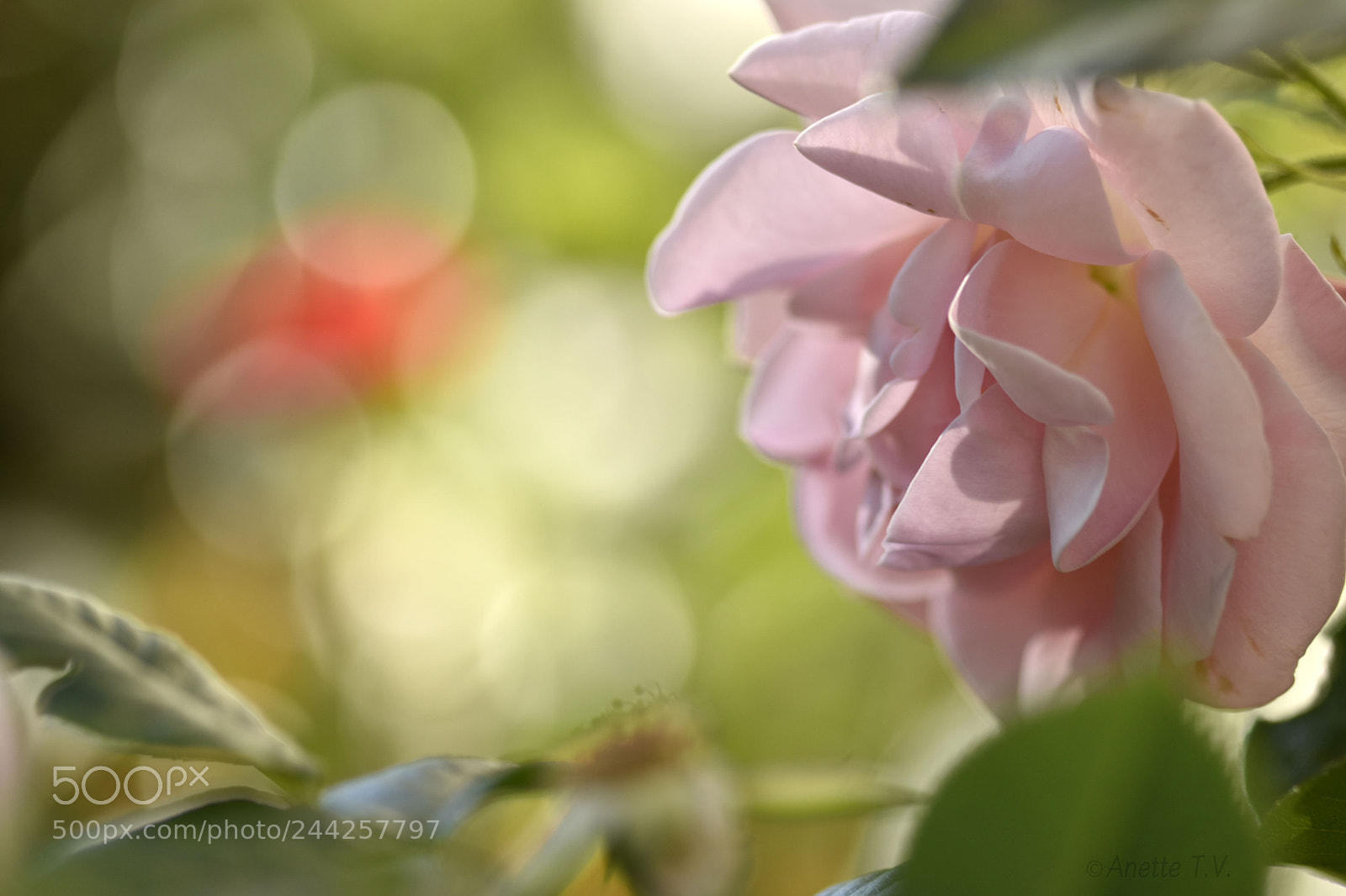 Nikon D5500 sample photo. Summer dream.. photography