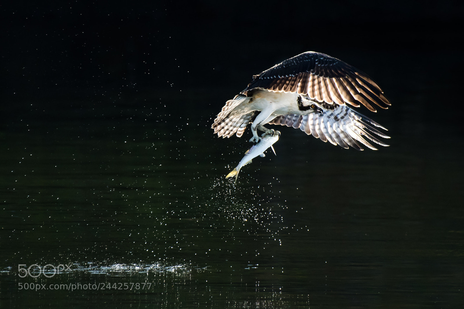 Nikon D500 sample photo. Osprey in flight with photography