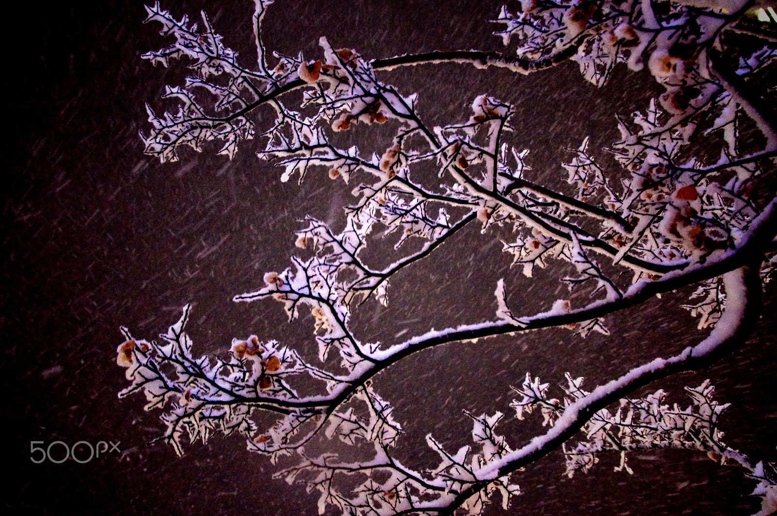 Pentax K-x sample photo. Winter branches photography
