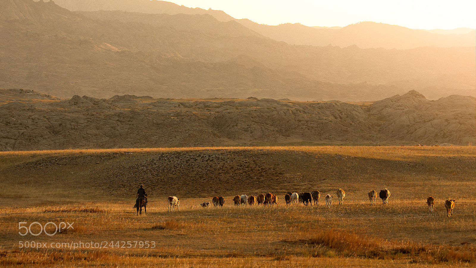 Canon EOS-1D X sample photo. The golden prairies photography