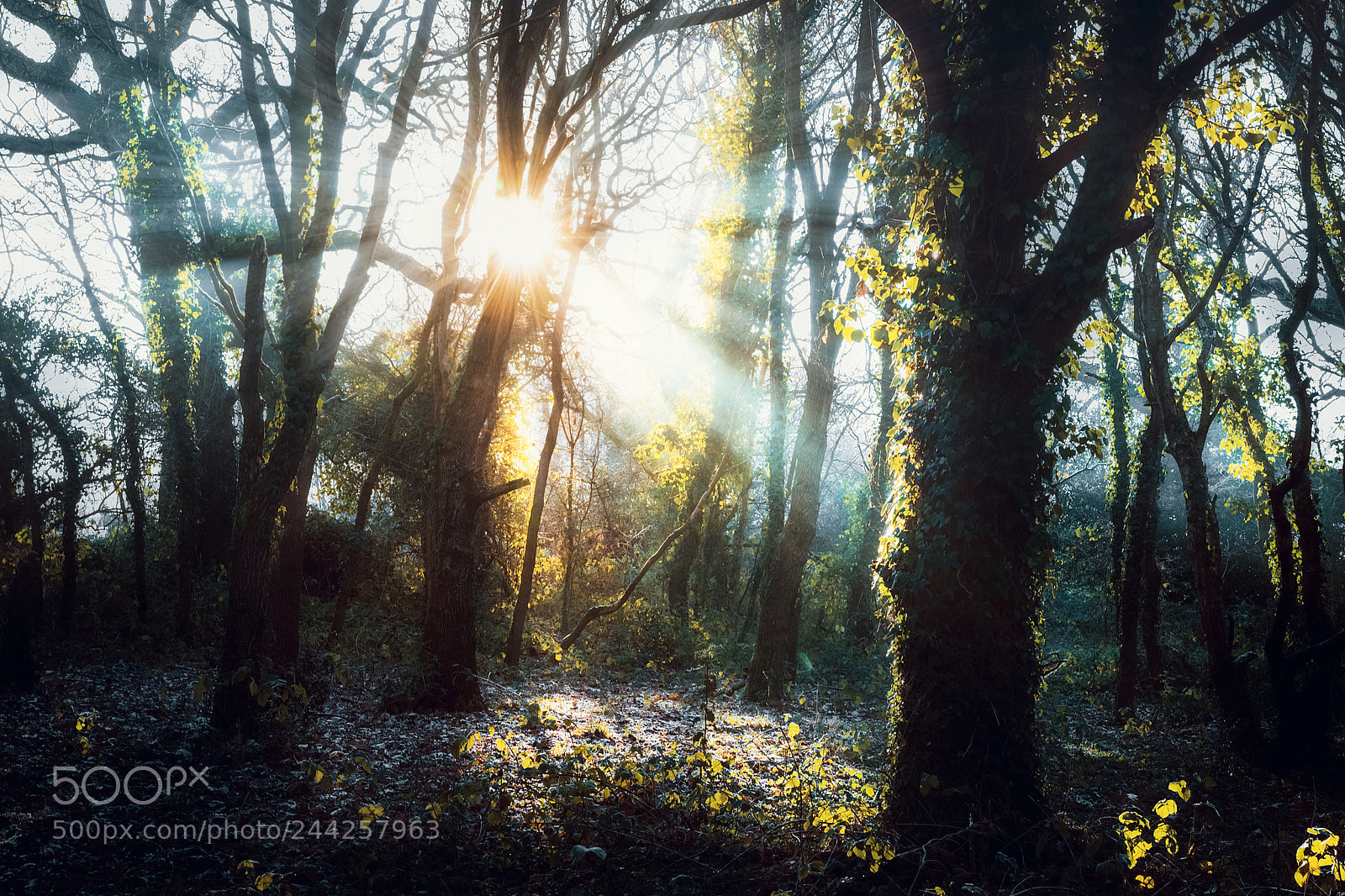 Sony a7 II sample photo. Morning rayed photography