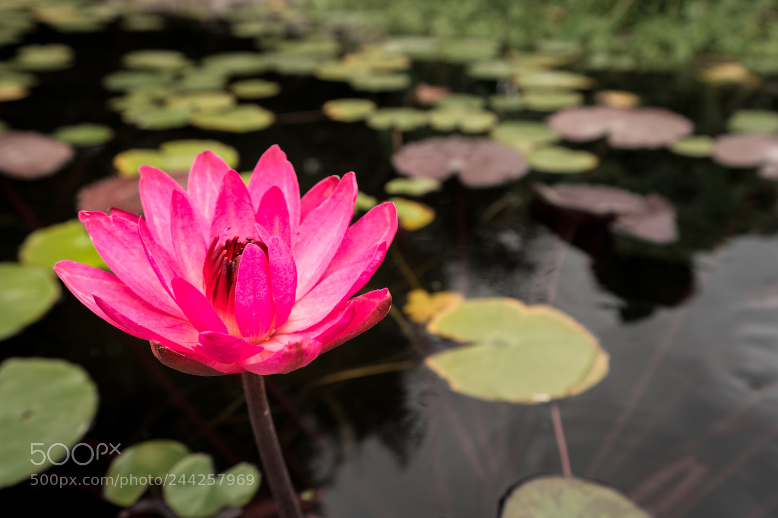 Sony a7R II sample photo. Pink lily in fountain photography