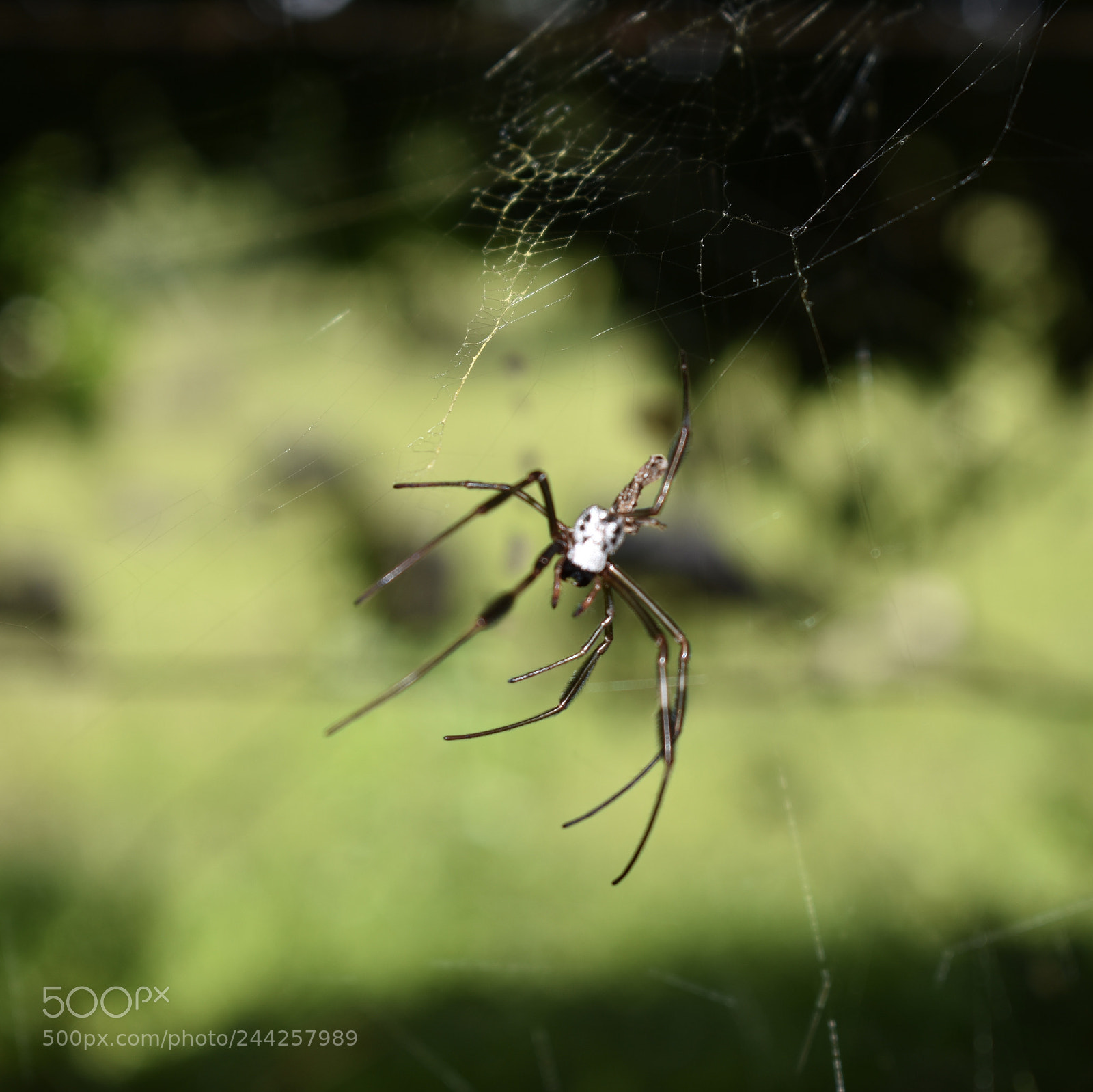 Nikon D3400 sample photo. Spider photography