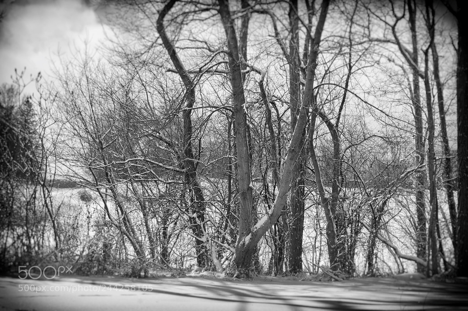 Nikon D40 sample photo. Wintery photography