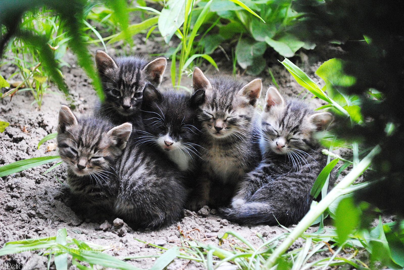 Nikon D3000 sample photo. A bunch of cuties photography