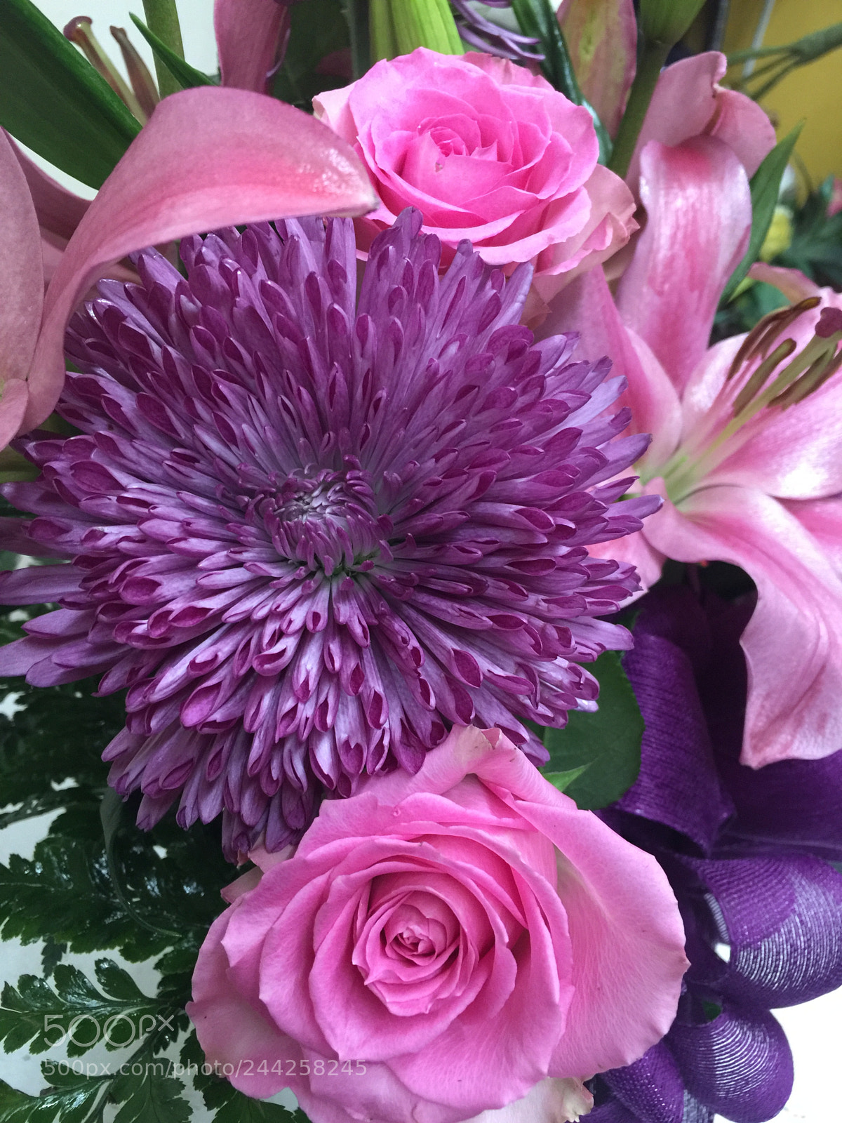 Apple iPhone 6 Plus sample photo. Today’s flower ? photography