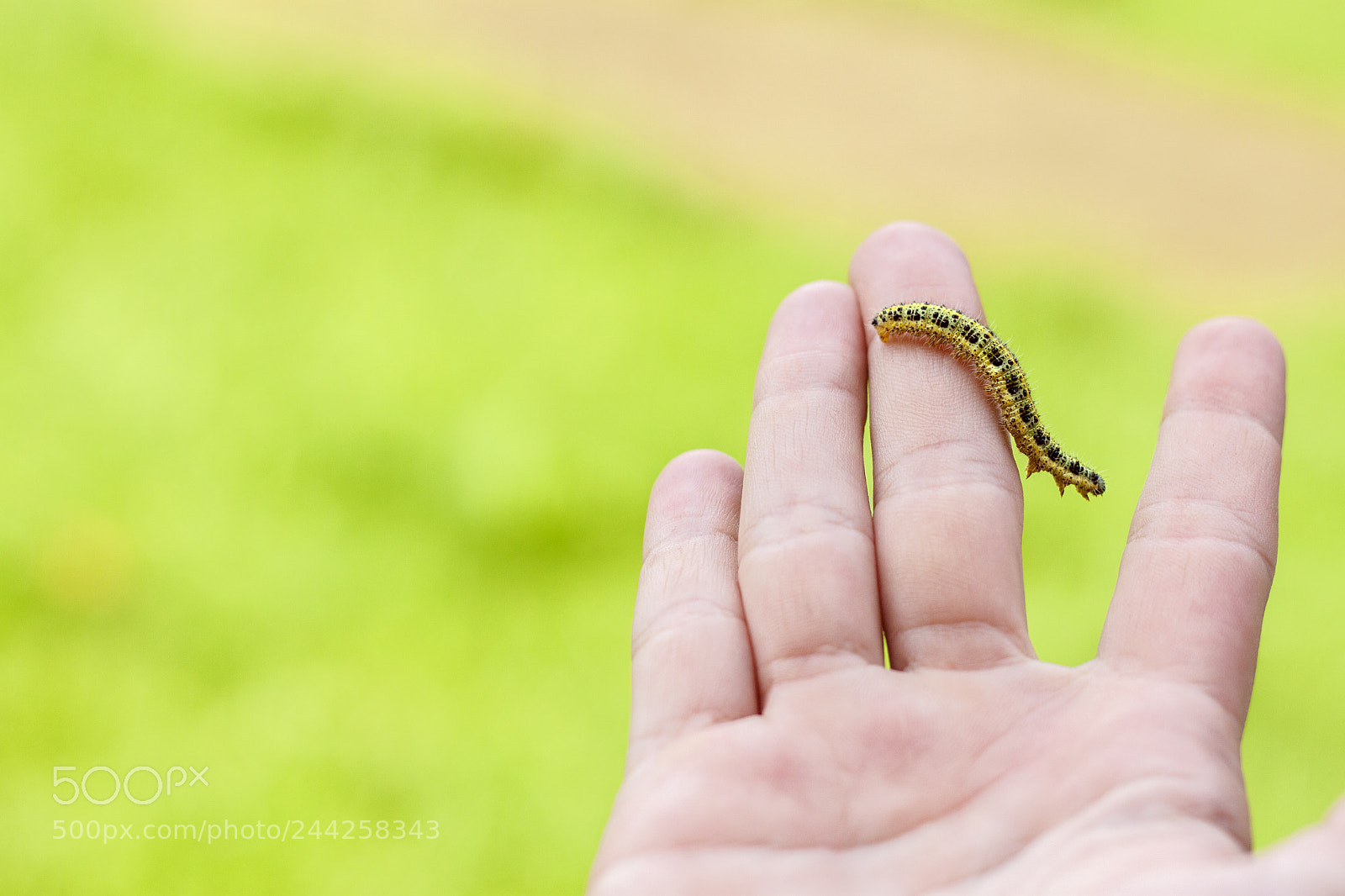 Canon EOS 500D (EOS Rebel T1i / EOS Kiss X3) sample photo. Caterpillar photography