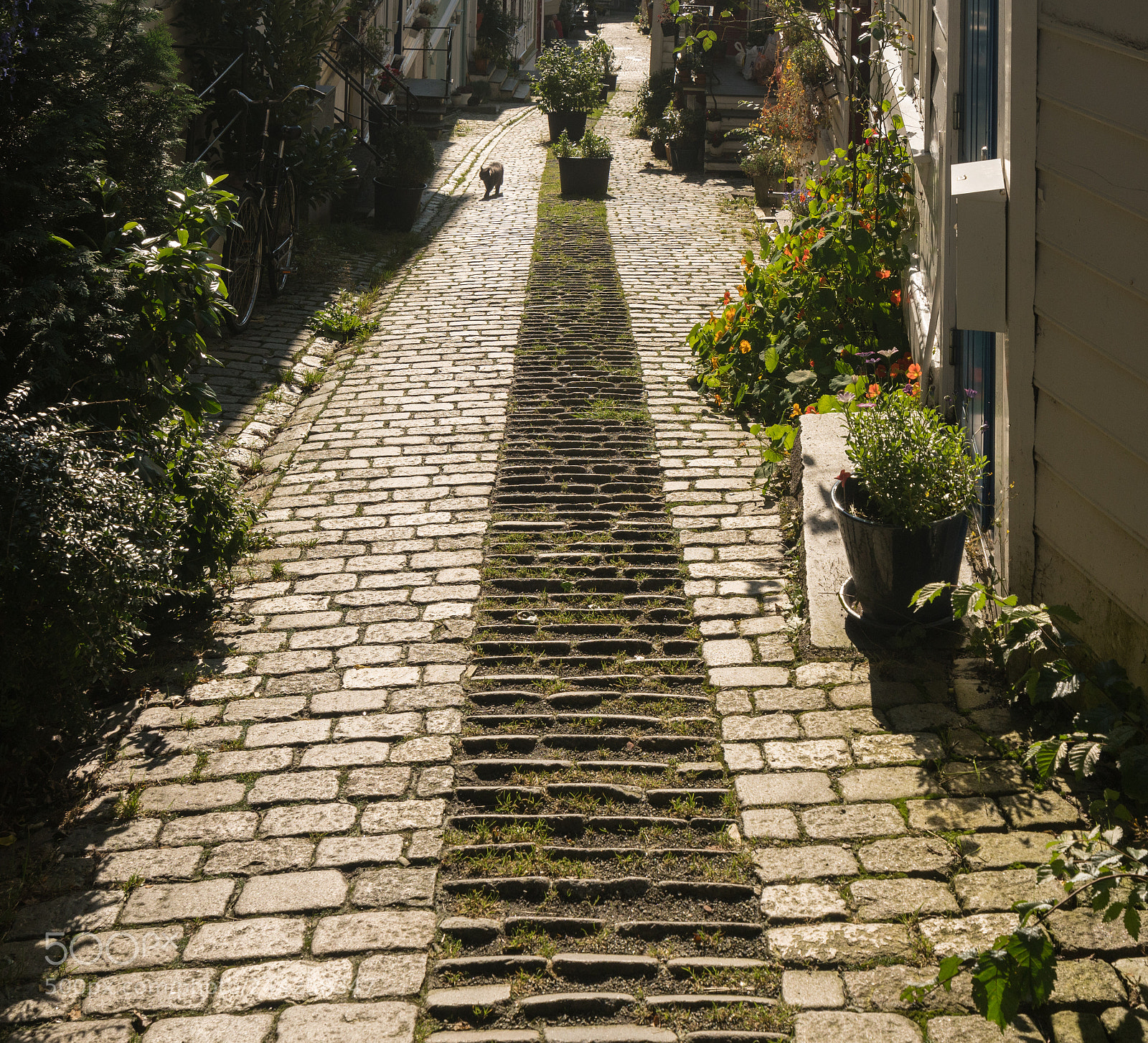 Sony a7R II sample photo. Cobblestone street in bergen photography