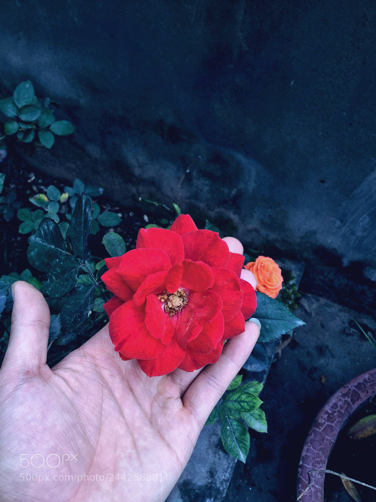Apple iPad Air 2 sample photo. Untitled photography