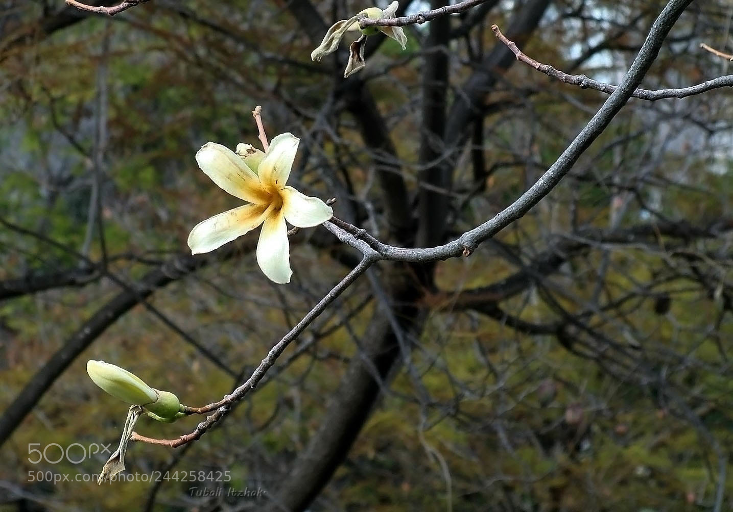Sony Cyber-shot DSC-H10 sample photo. Winter time...at the park...ashdod photography