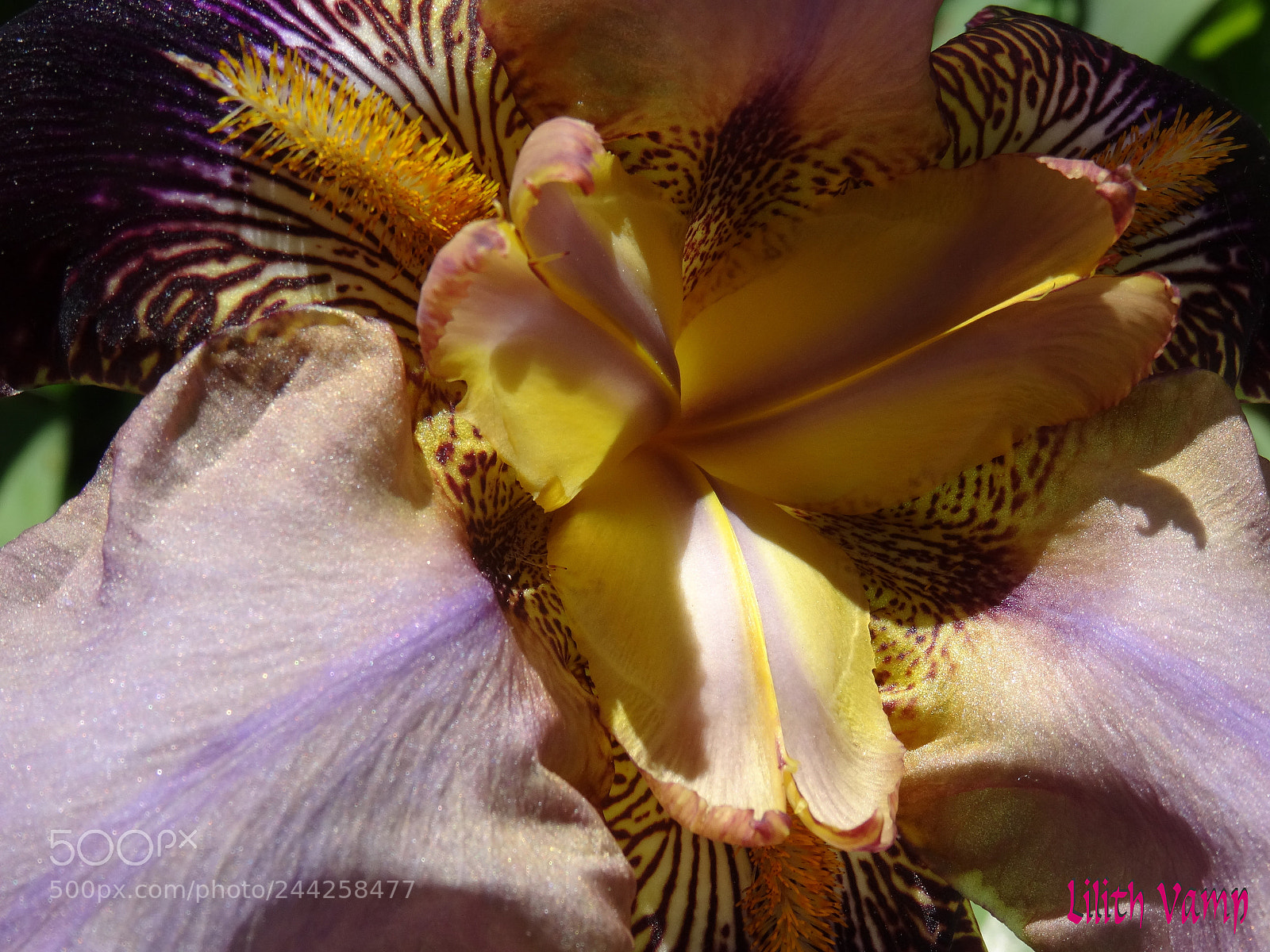 Sony DSC-HX50 sample photo. Amarillo y morado visto photography