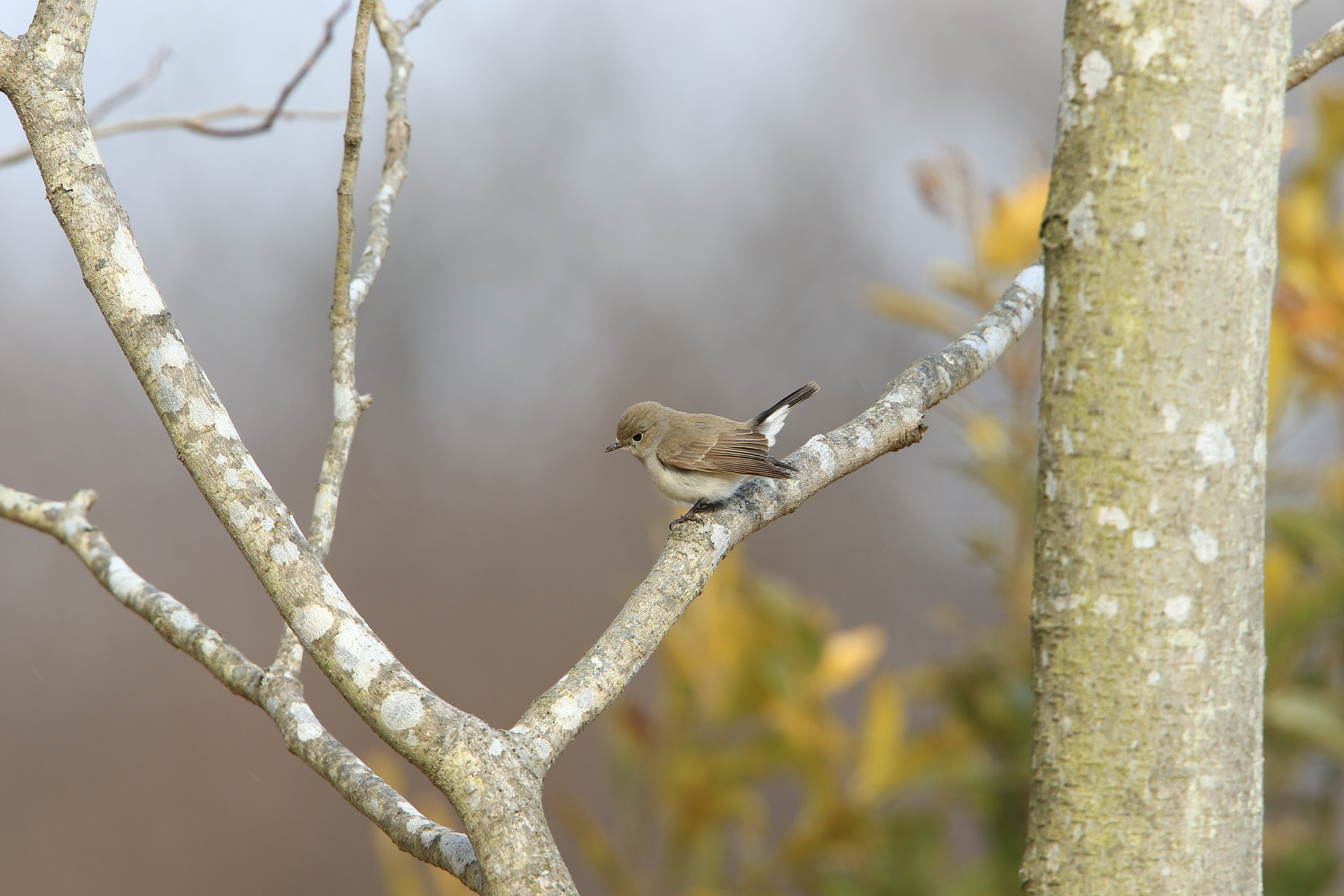 Canon EOS 7D Mark II + Canon EF 400mm F2.8L IS USM sample photo. Red-breasted flycatcher  オジロビタキ♀ photography