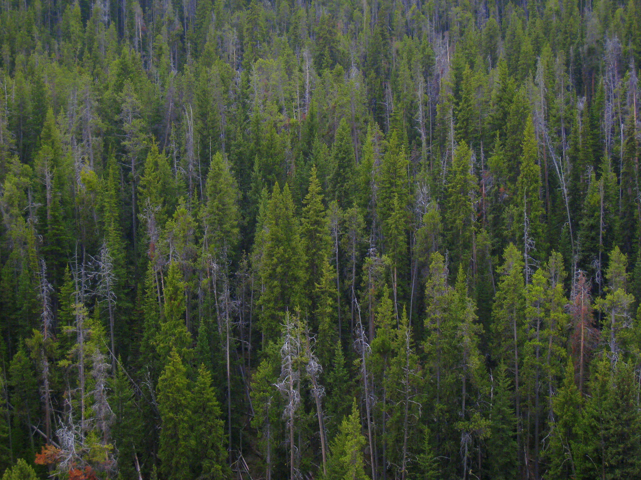 Canon POWERSHOT SD800 IS sample photo. Yellowstone national park forest photography