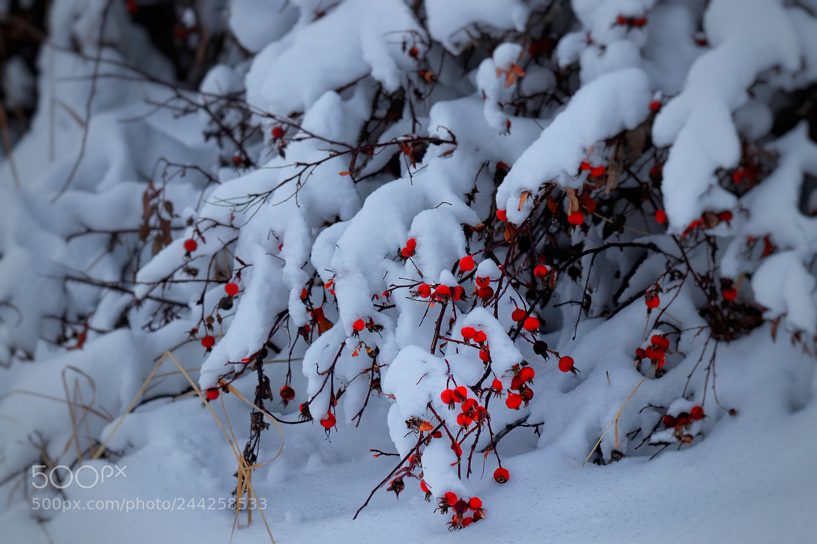 Canon EOS 800D (EOS Rebel T7i / EOS Kiss X9i) sample photo. Cute little red berries photography