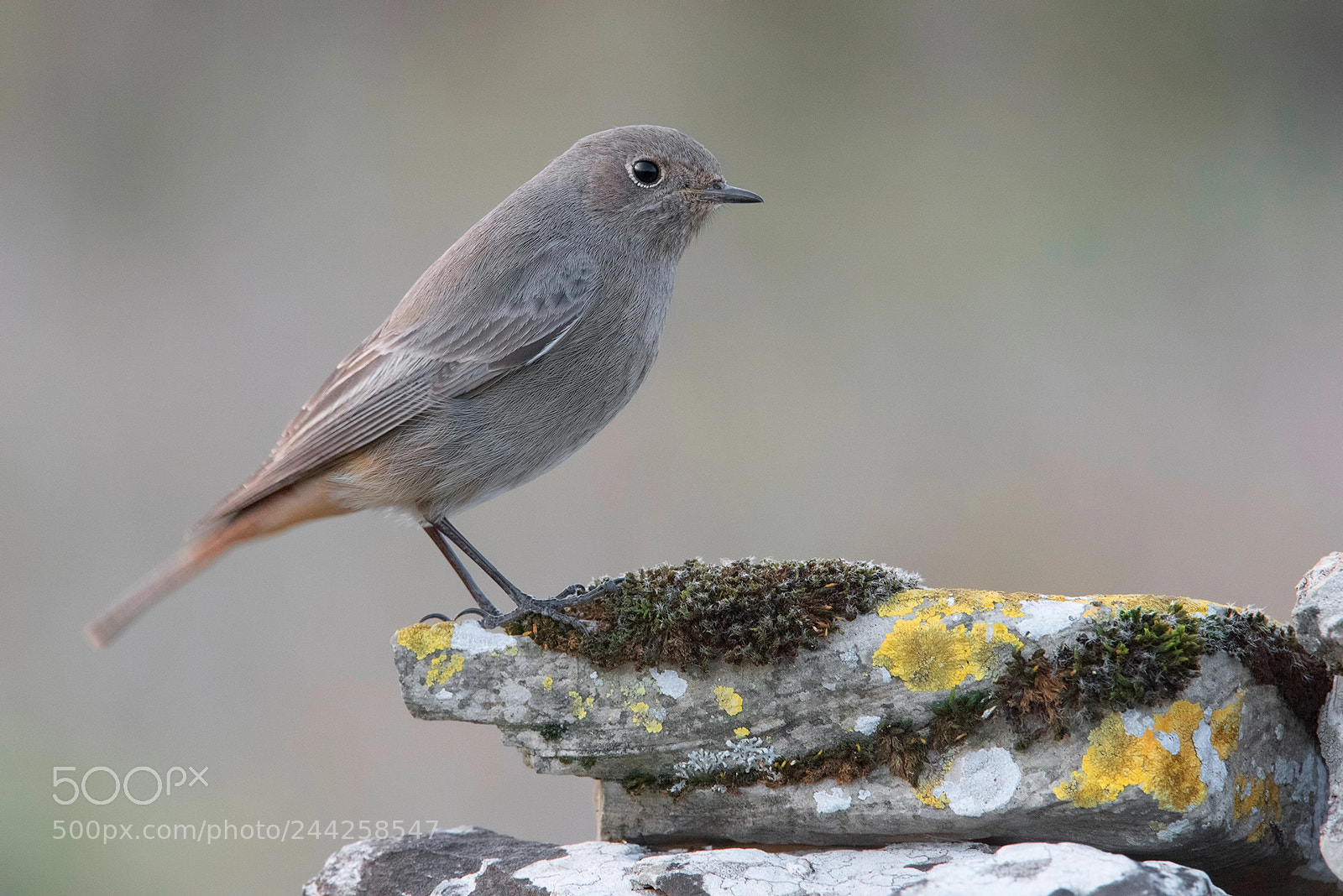 Nikon D810 sample photo. Black redstart photography
