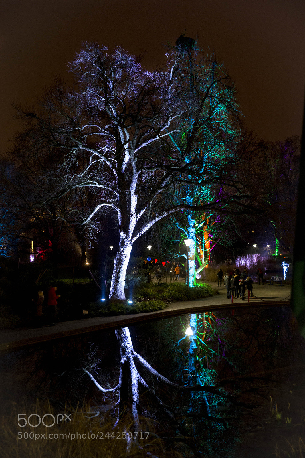 Sony SLT-A99V sample photo. Trees in the night photography