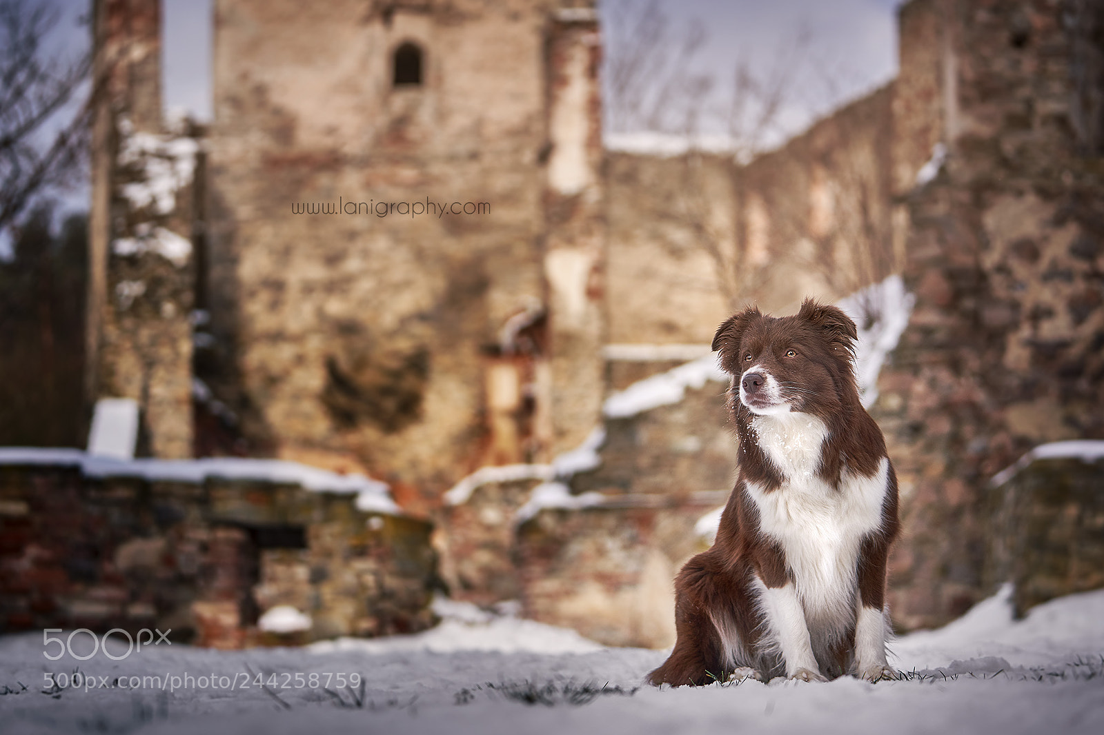 Sony a7R III sample photo. Feelina photography