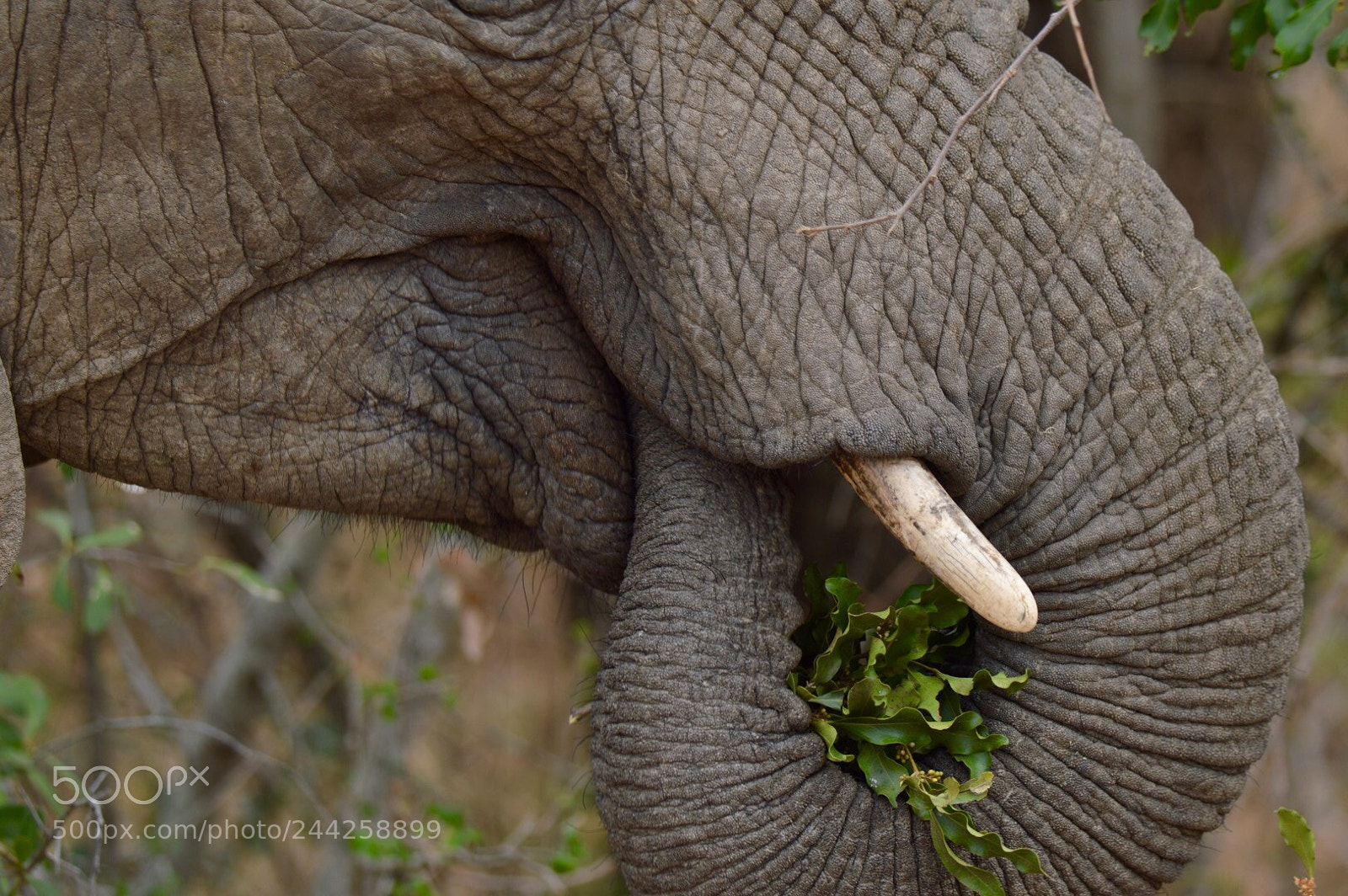 Nikon D3200 sample photo. Elephant having lunch photography
