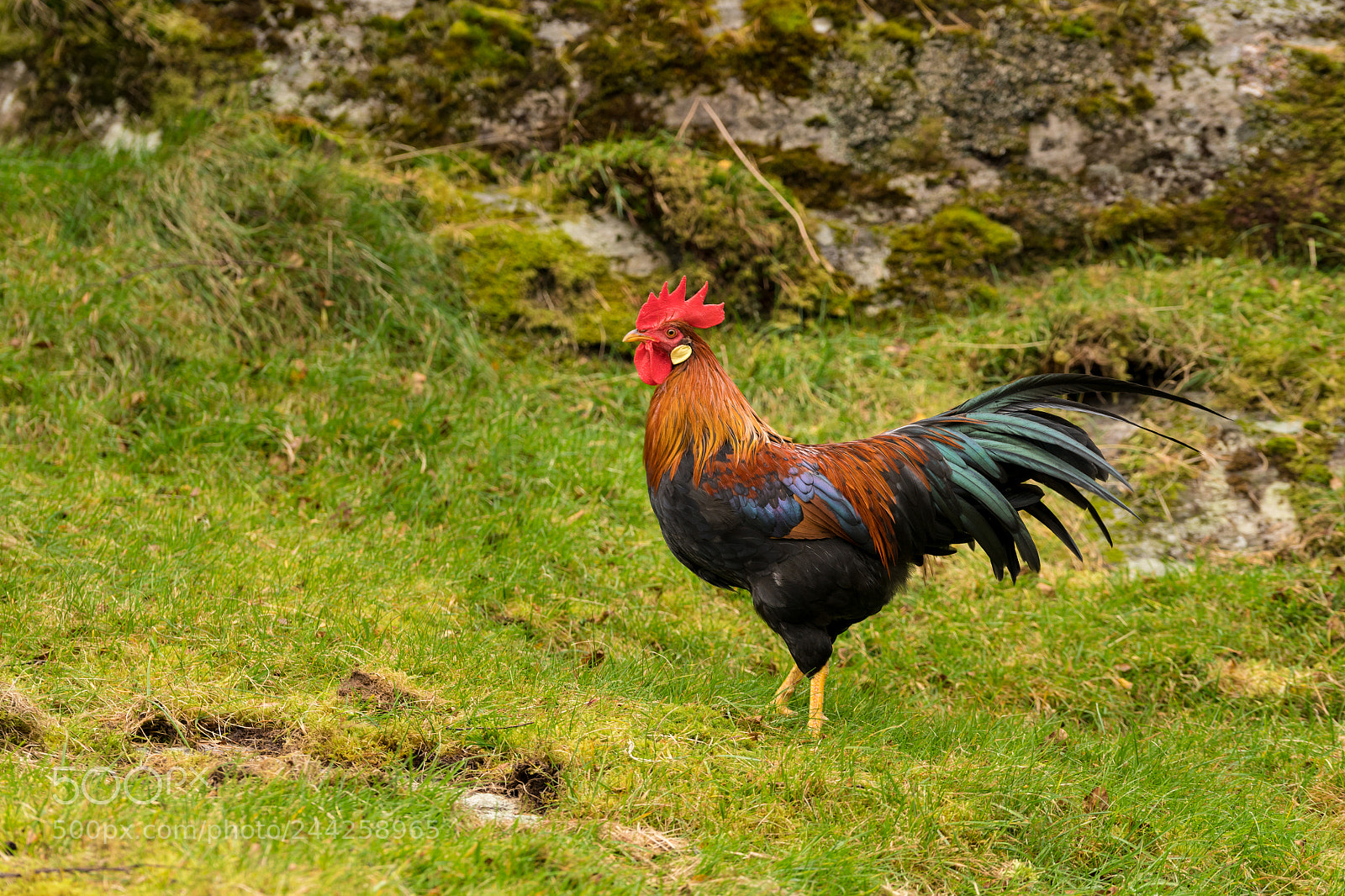 Sony a7R II sample photo. Cock or cockerel on photography