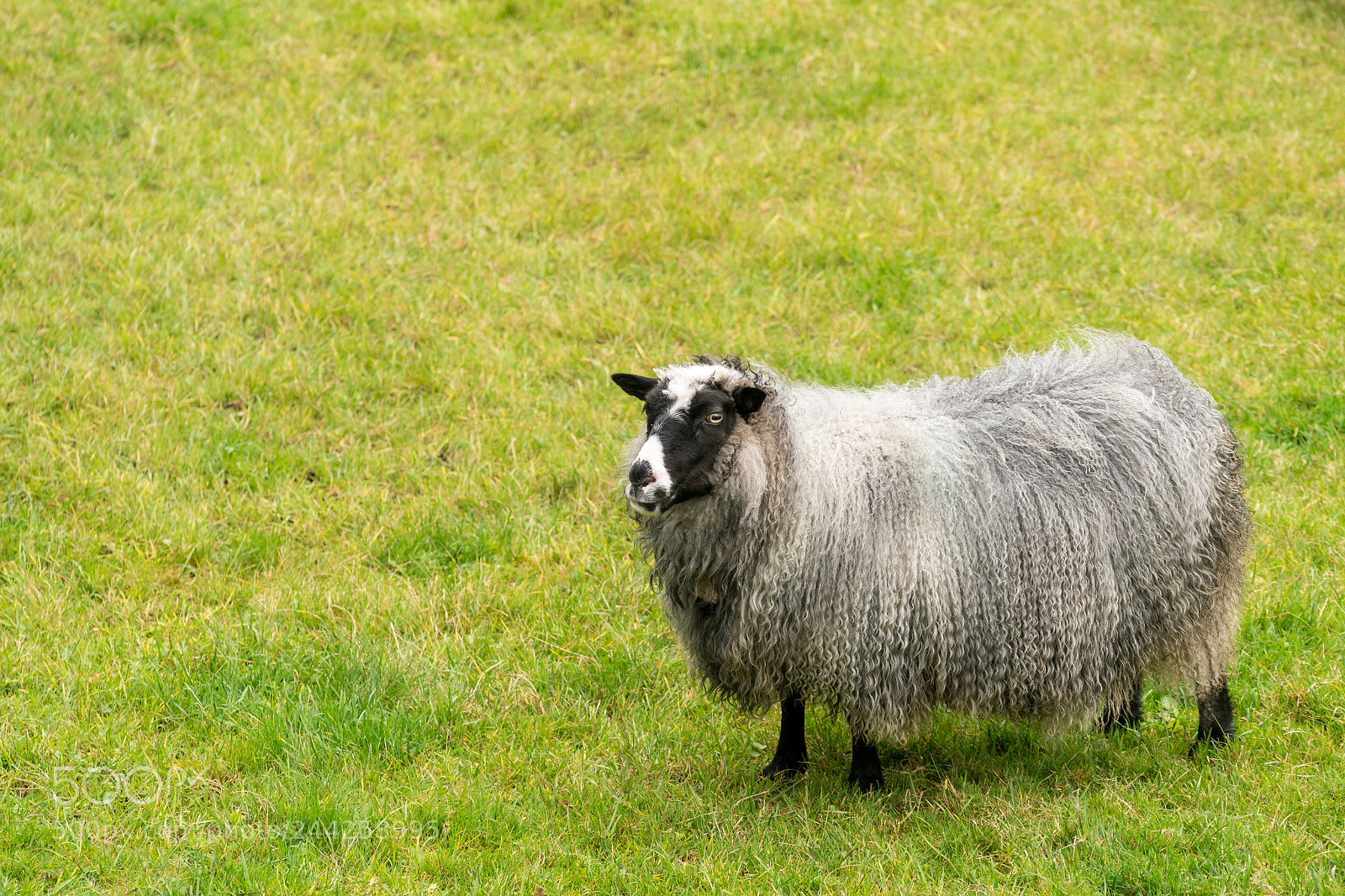 Sony a7R II sample photo. Sheep grazing on norwegian photography