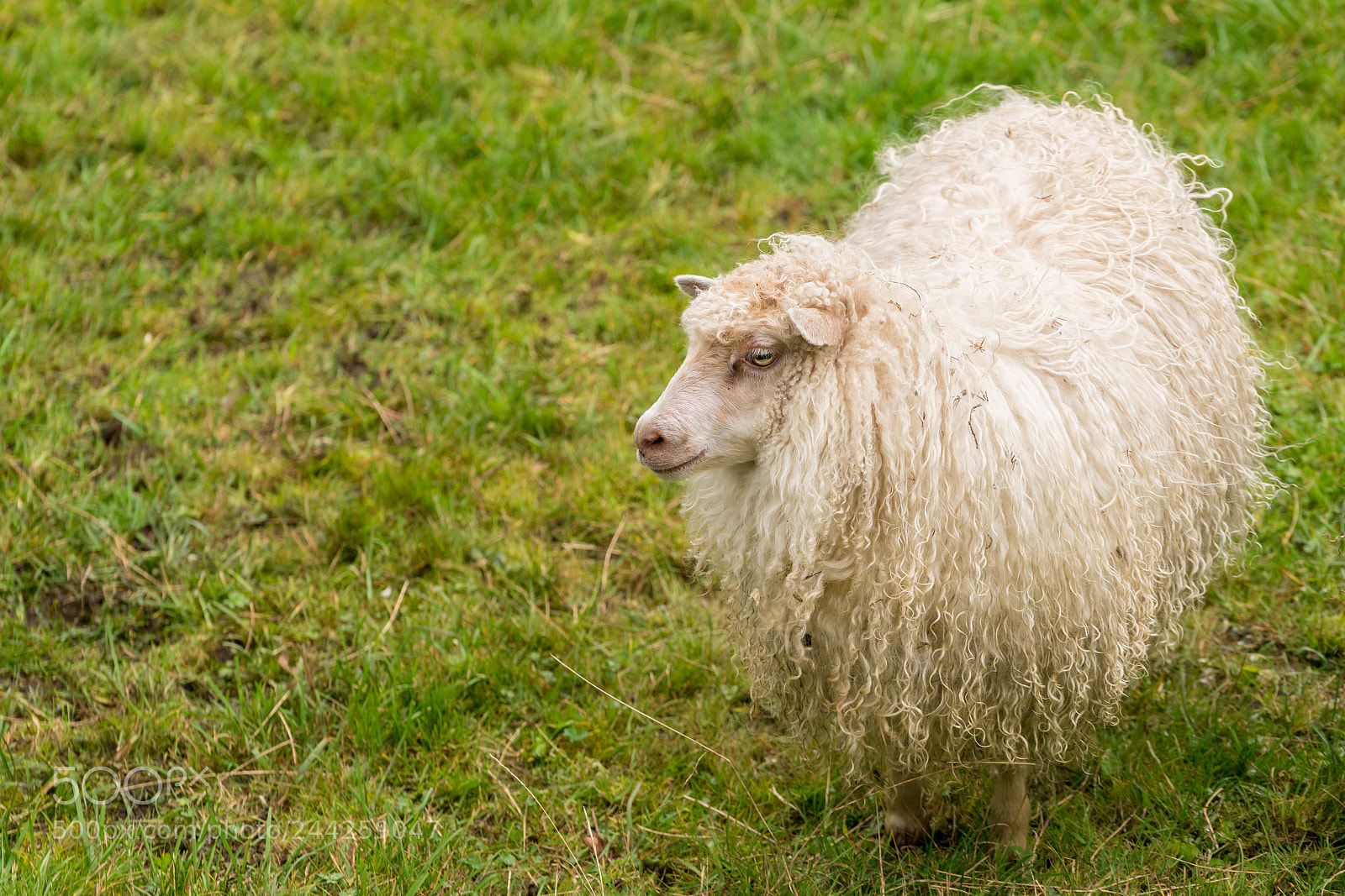 Sony a7R II sample photo. Sheep grazing on norwegian photography