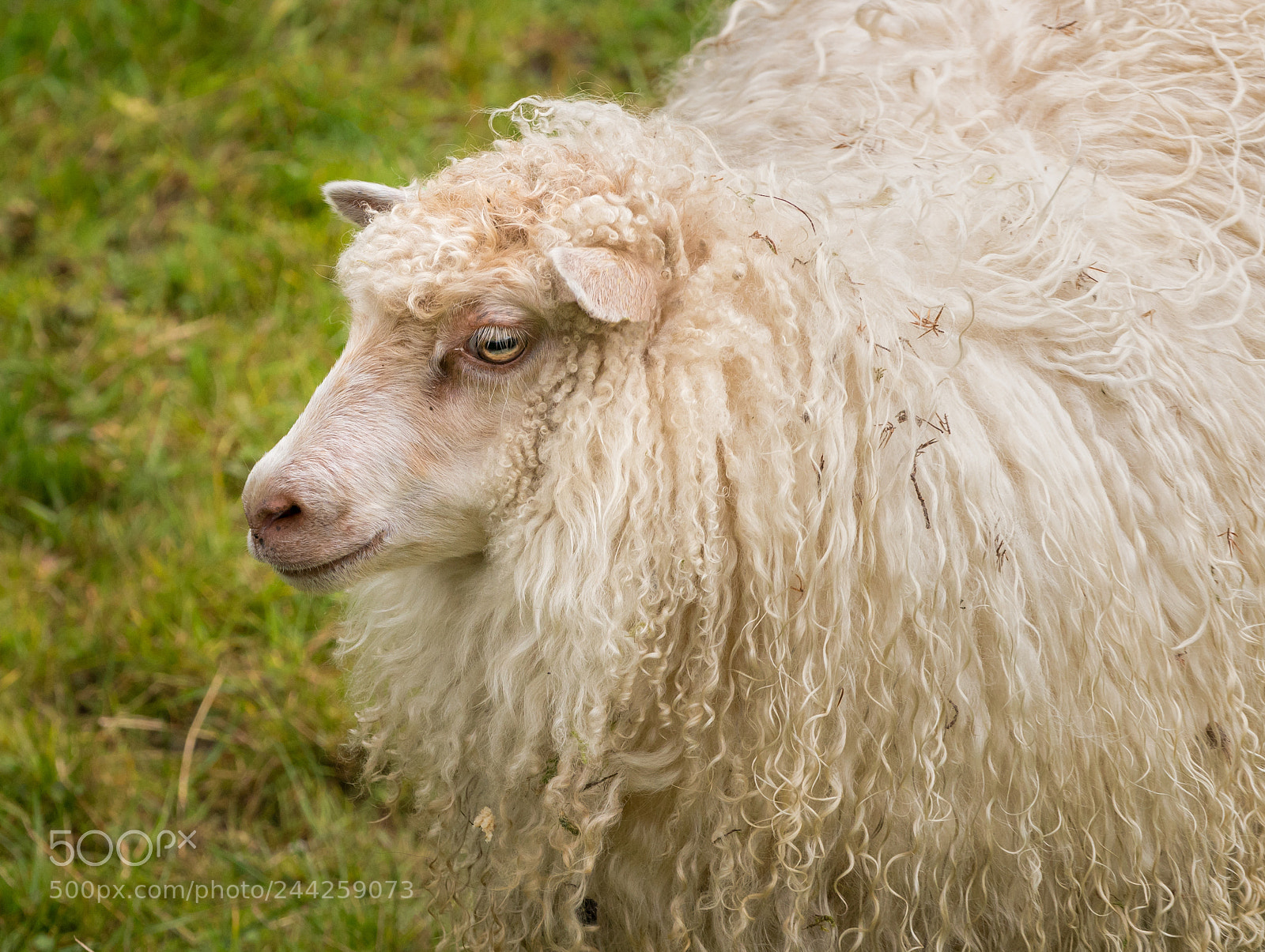 Sony a7R II sample photo. Portrait of sheeps head photography