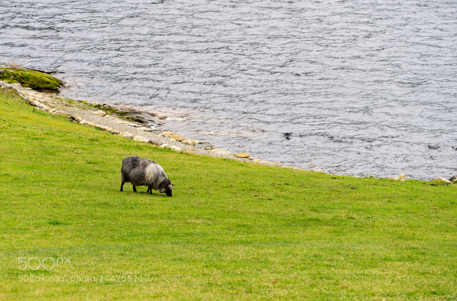 Sony a7R II sample photo. Sheep grazing by fjord photography