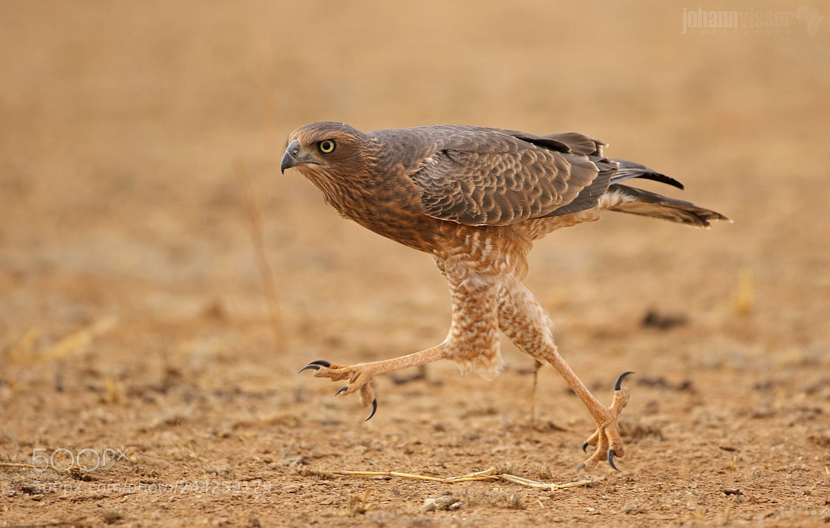 Canon EOS 7D Mark II sample photo. Kalahari road runner photography