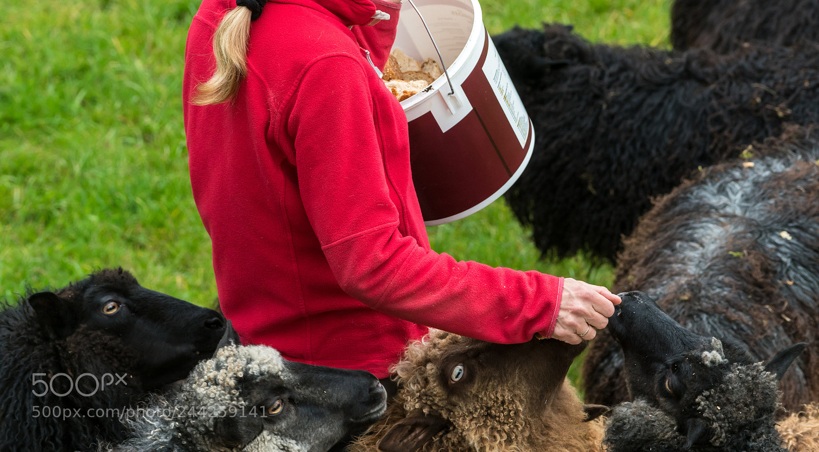 Sony a7R II sample photo. Woman feeding sheep on photography
