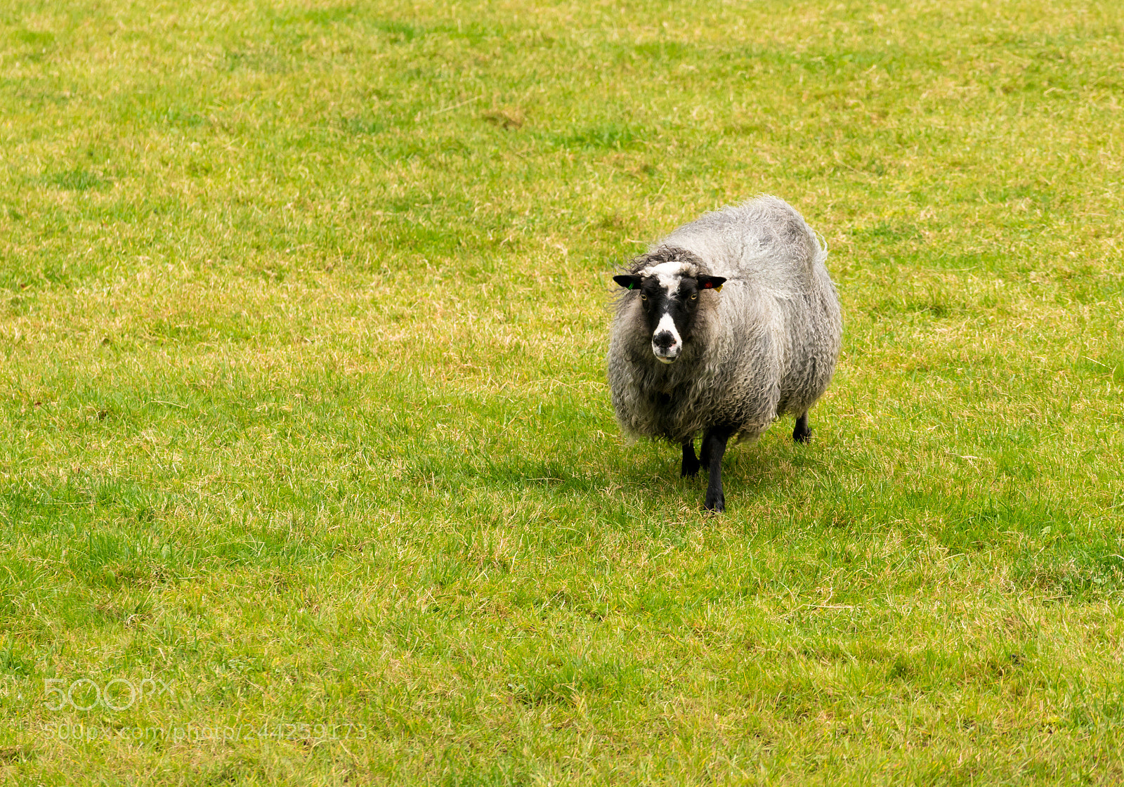 Sony a7R II sample photo. Sheep grazing on norwegian photography