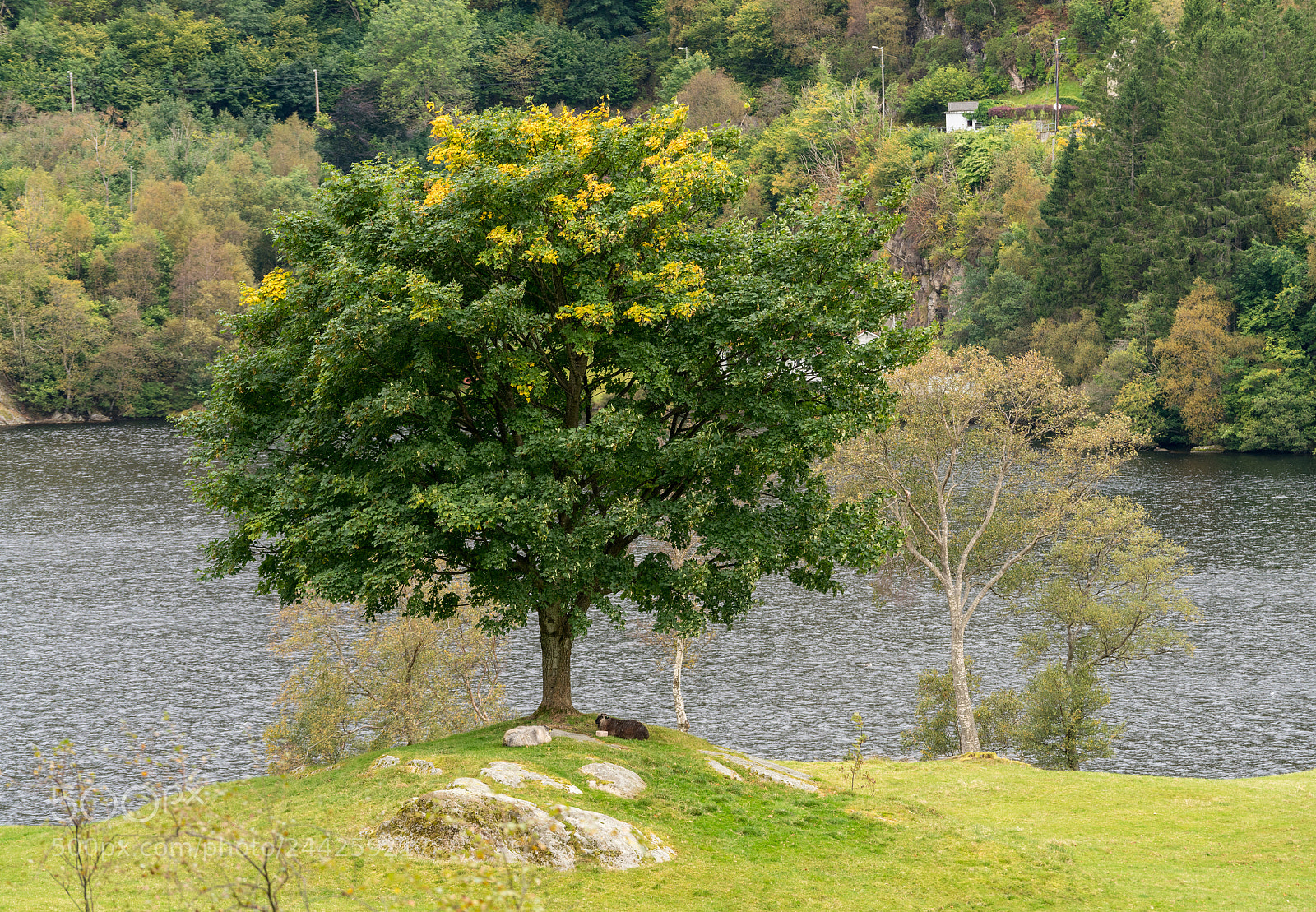 Sony a7R II sample photo. Sheep resting under tree photography