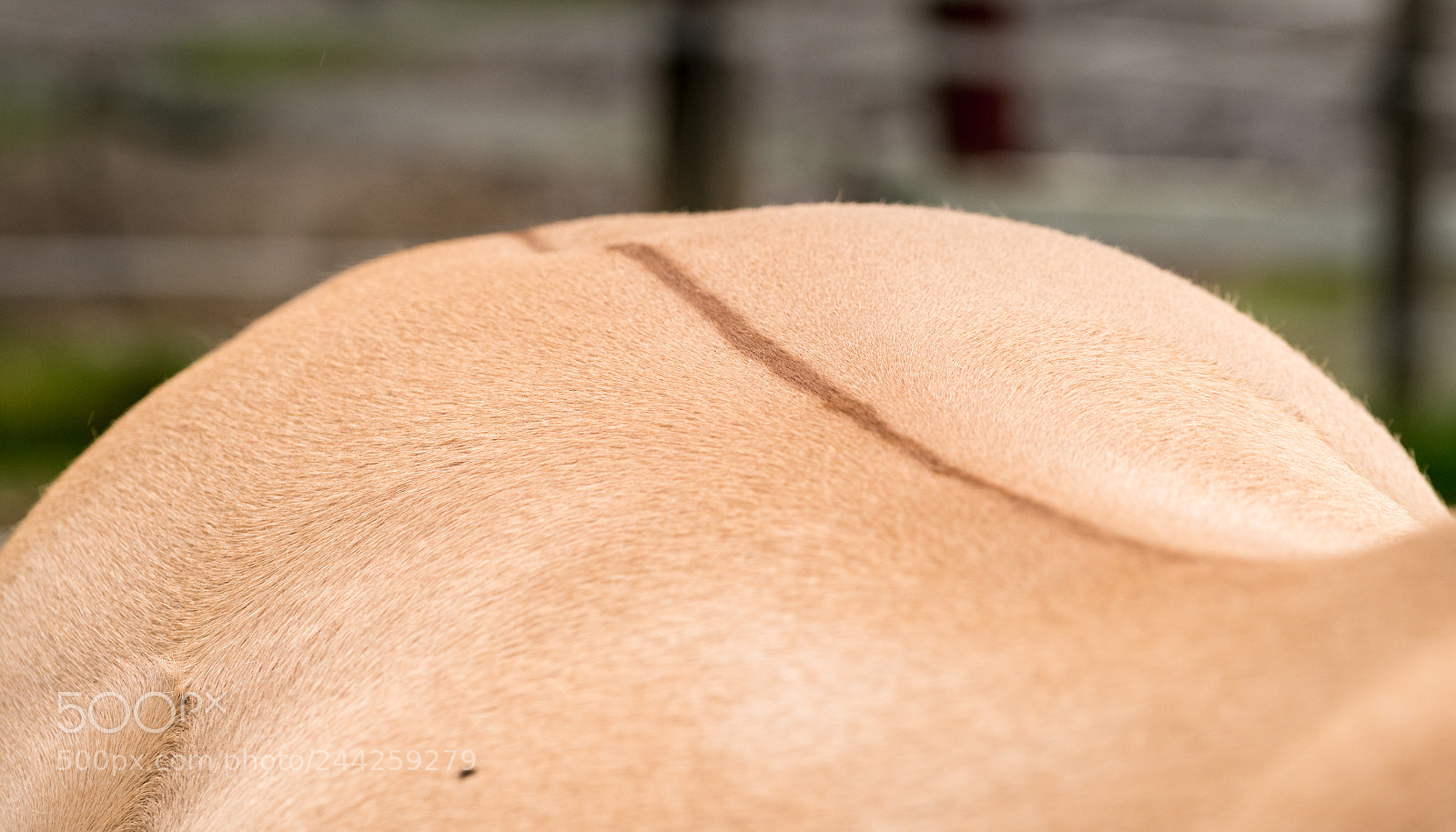 Sony a7R II sample photo. Distinctive markings and dorsal photography