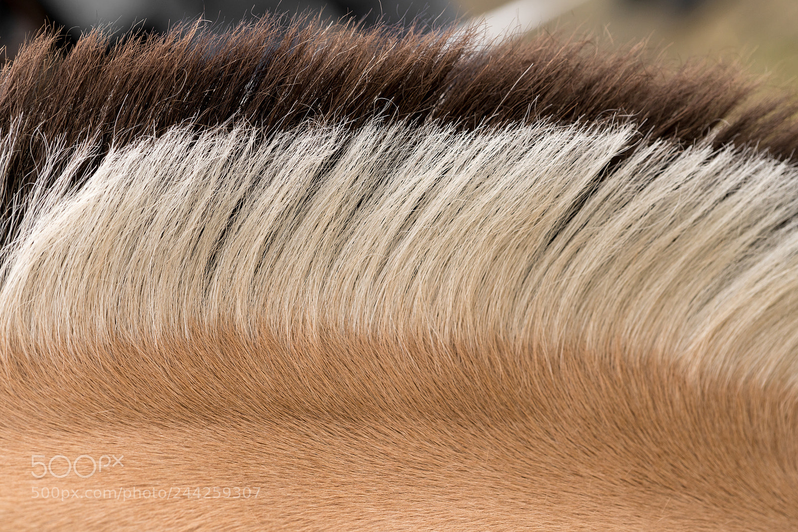 Sony a7R II sample photo. Distinctive markings and mane photography