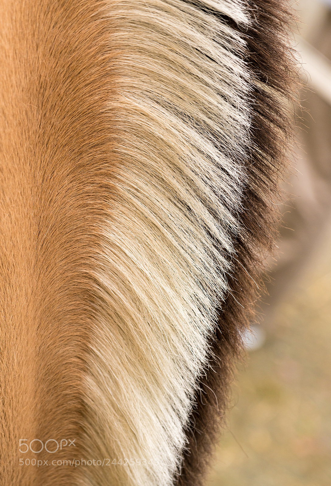 Sony a7R II sample photo. Distinctive markings and mane photography