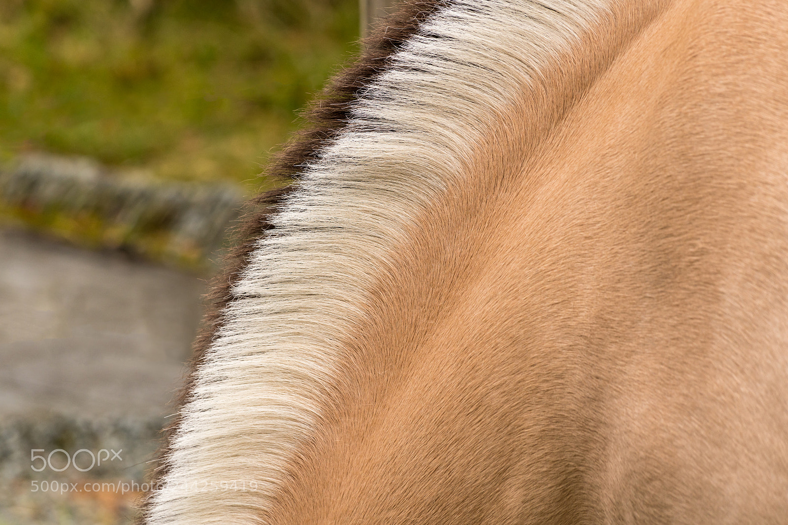 Sony a7R II sample photo. Distinctive markings and mane photography