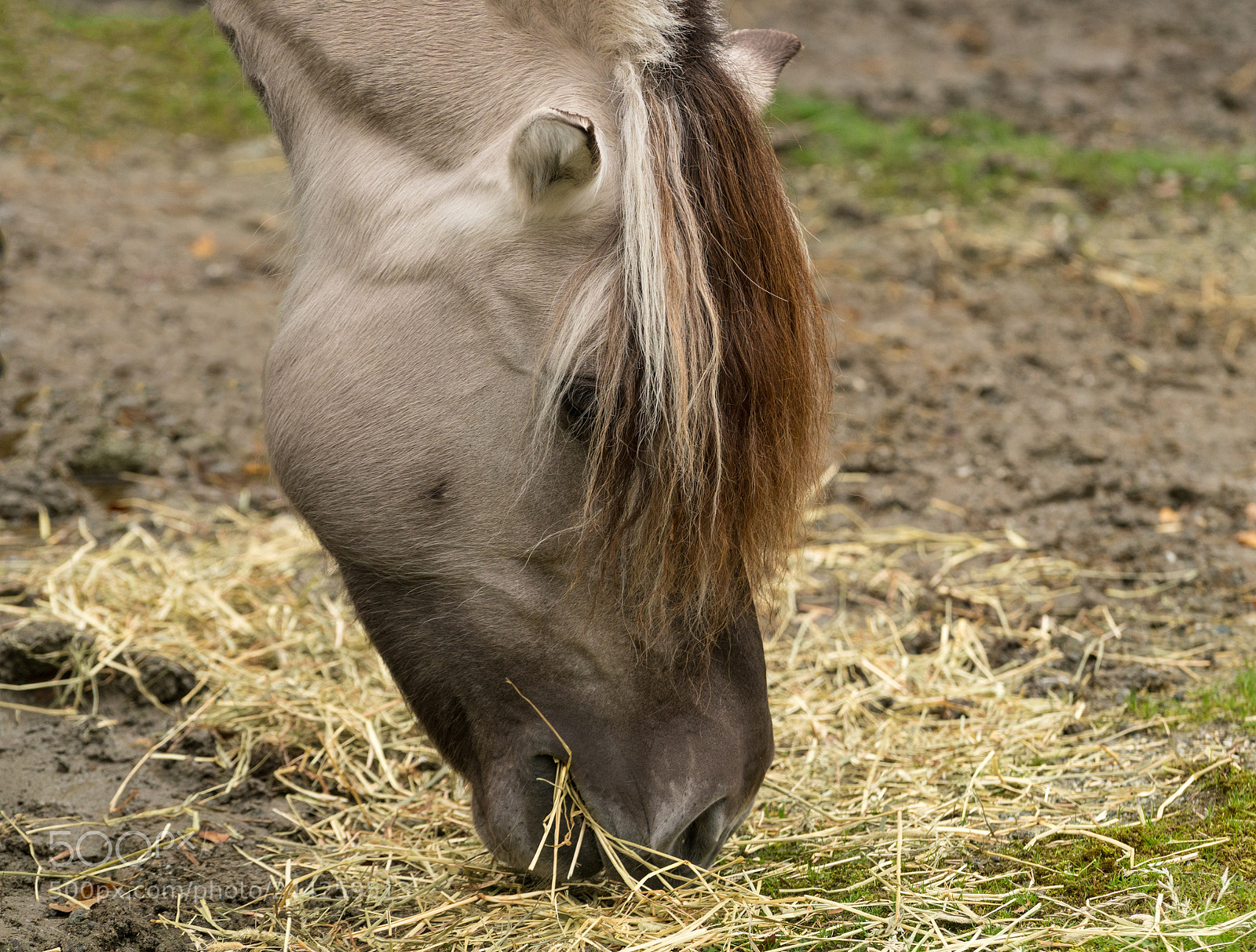 Sony a7R II sample photo. Distinctive markings and mane photography