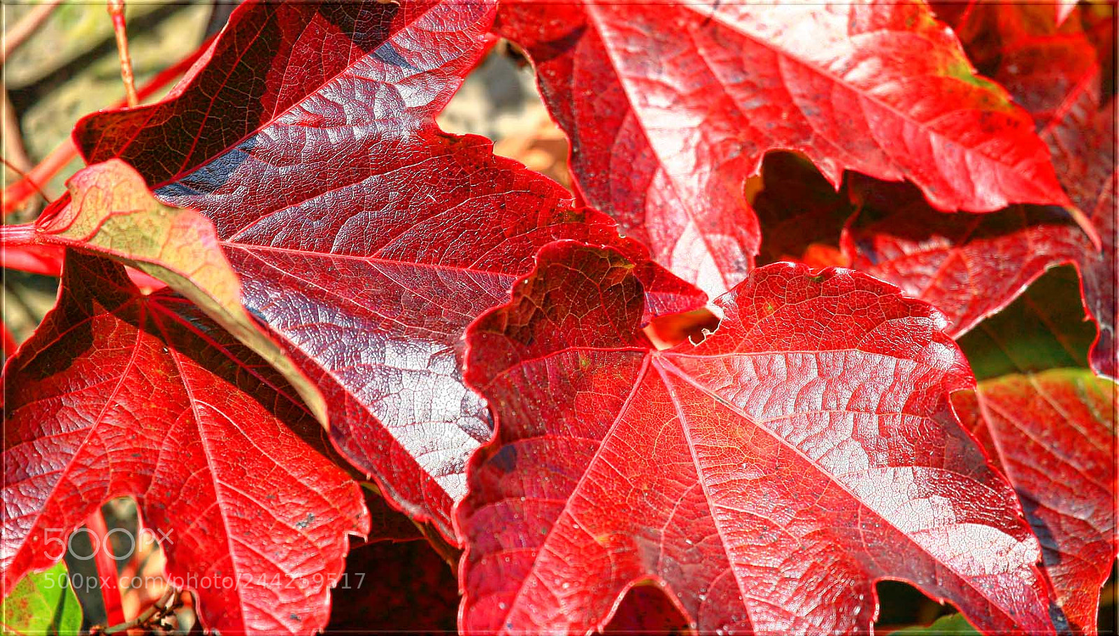Canon EOS 5D sample photo. Das rot schwer aufwiegen ... photography