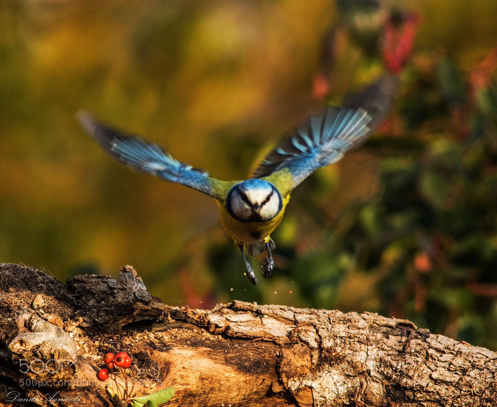 Canon EOS 7D Mark II sample photo. L'intesa photography