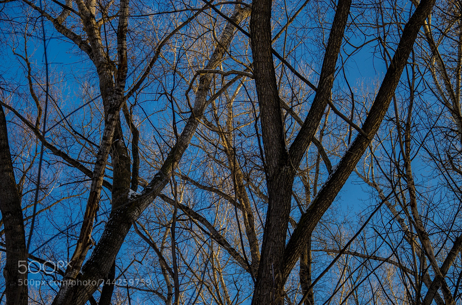 Nikon D5100 sample photo. Trees photography