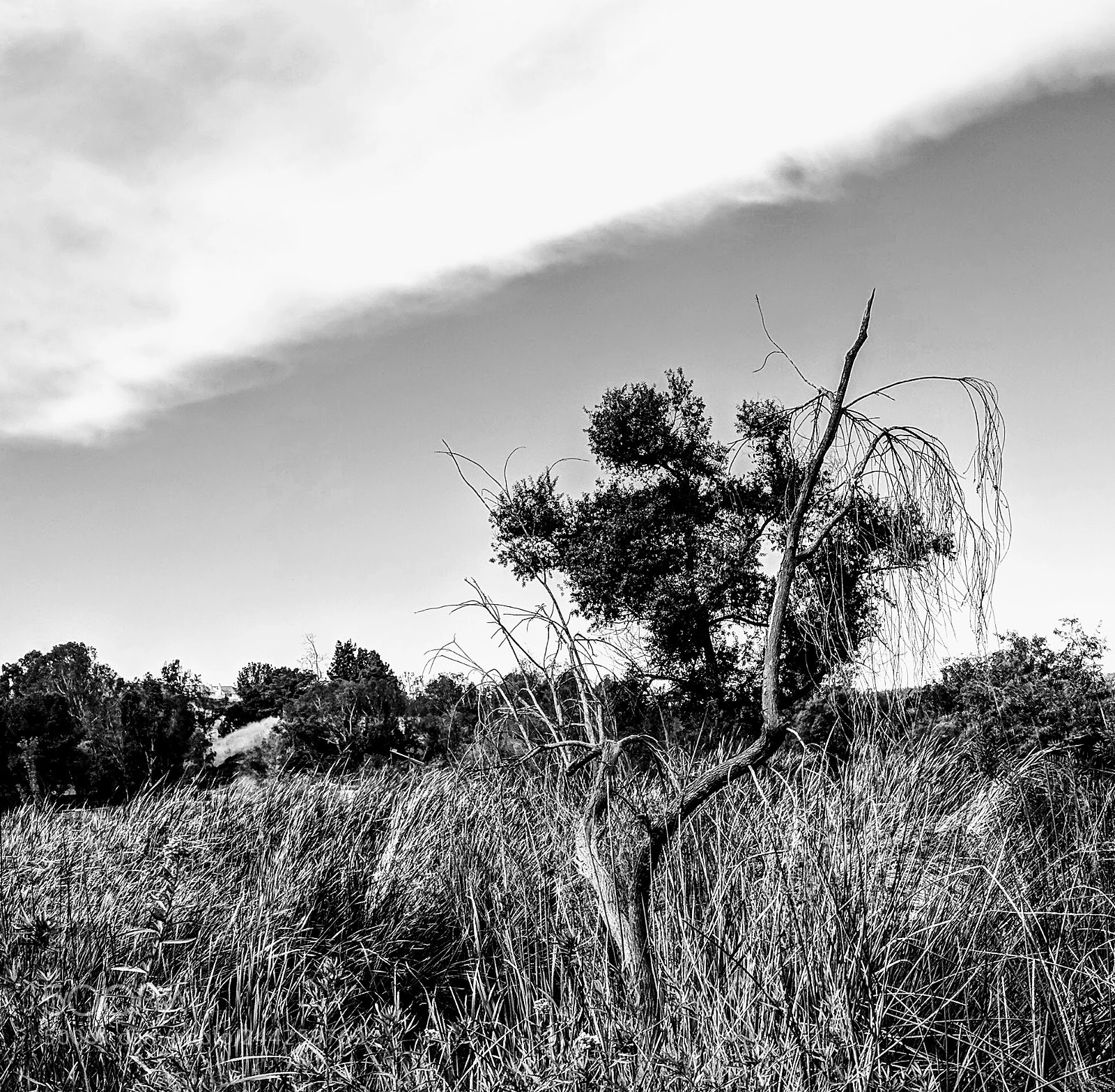 Google Pixel sample photo. Cloud-and-grass.jpg photography