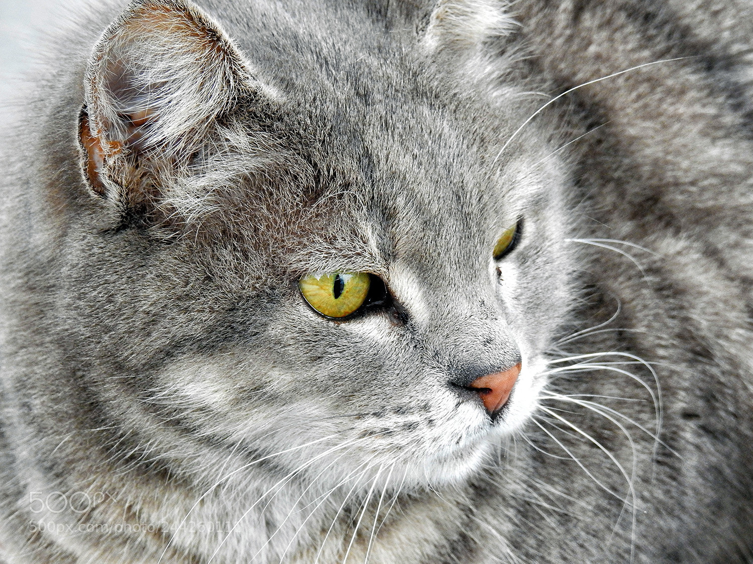 Nikon Coolpix P900 sample photo. Cat photography