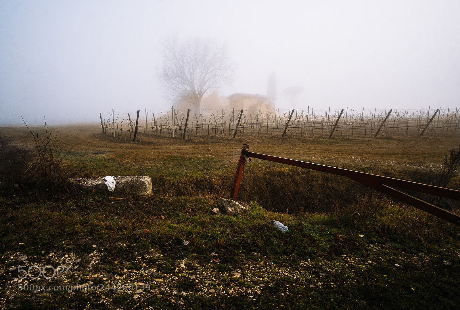 Fujifilm X-T10 sample photo. ... morning fog ... photography