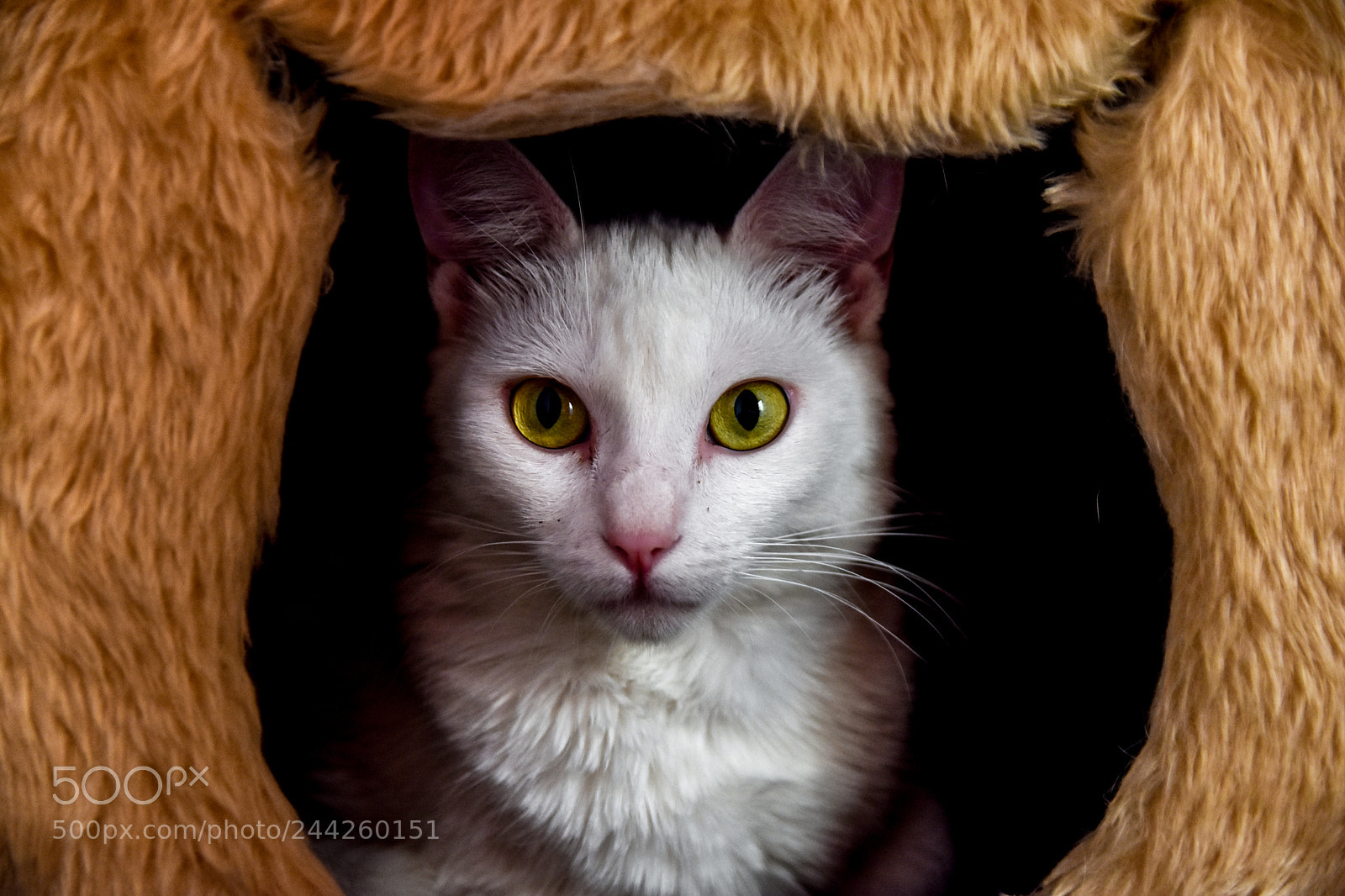 Nikon D3400 sample photo. Cat photography