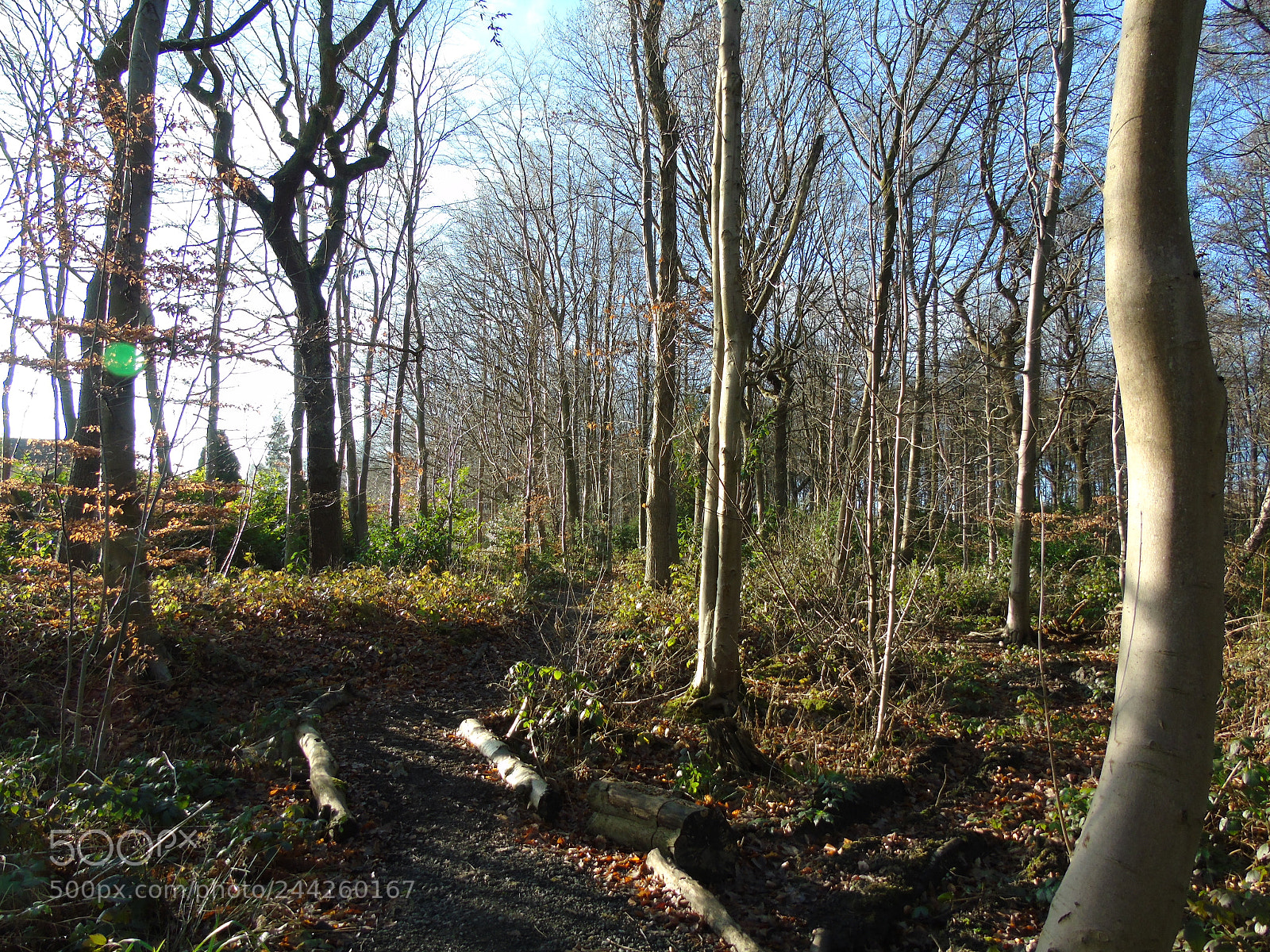 Sony Cyber-shot DSC-H400 sample photo. Woodland path in sunshine photography