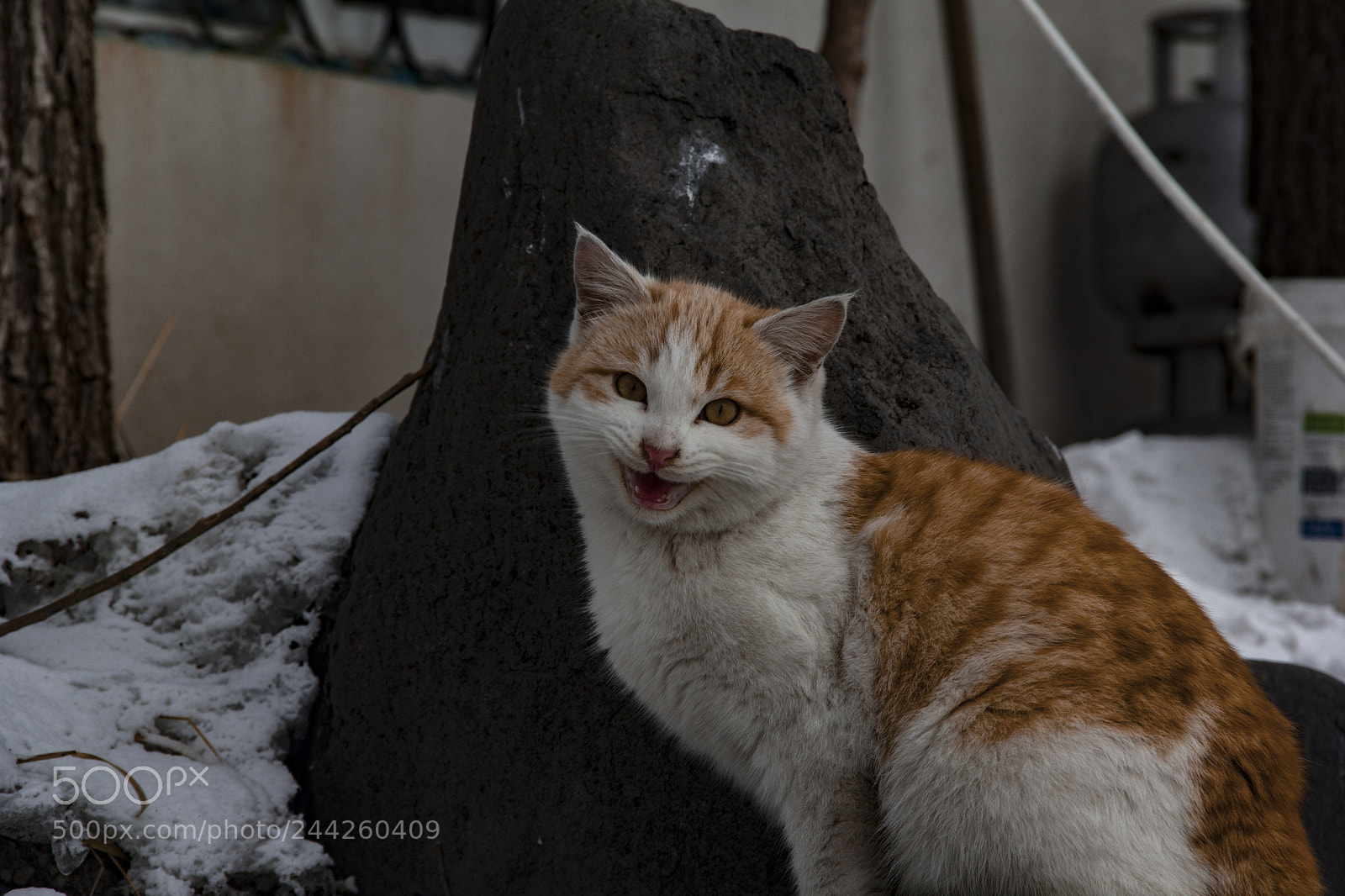 Canon EOS 60D sample photo. Cat photography