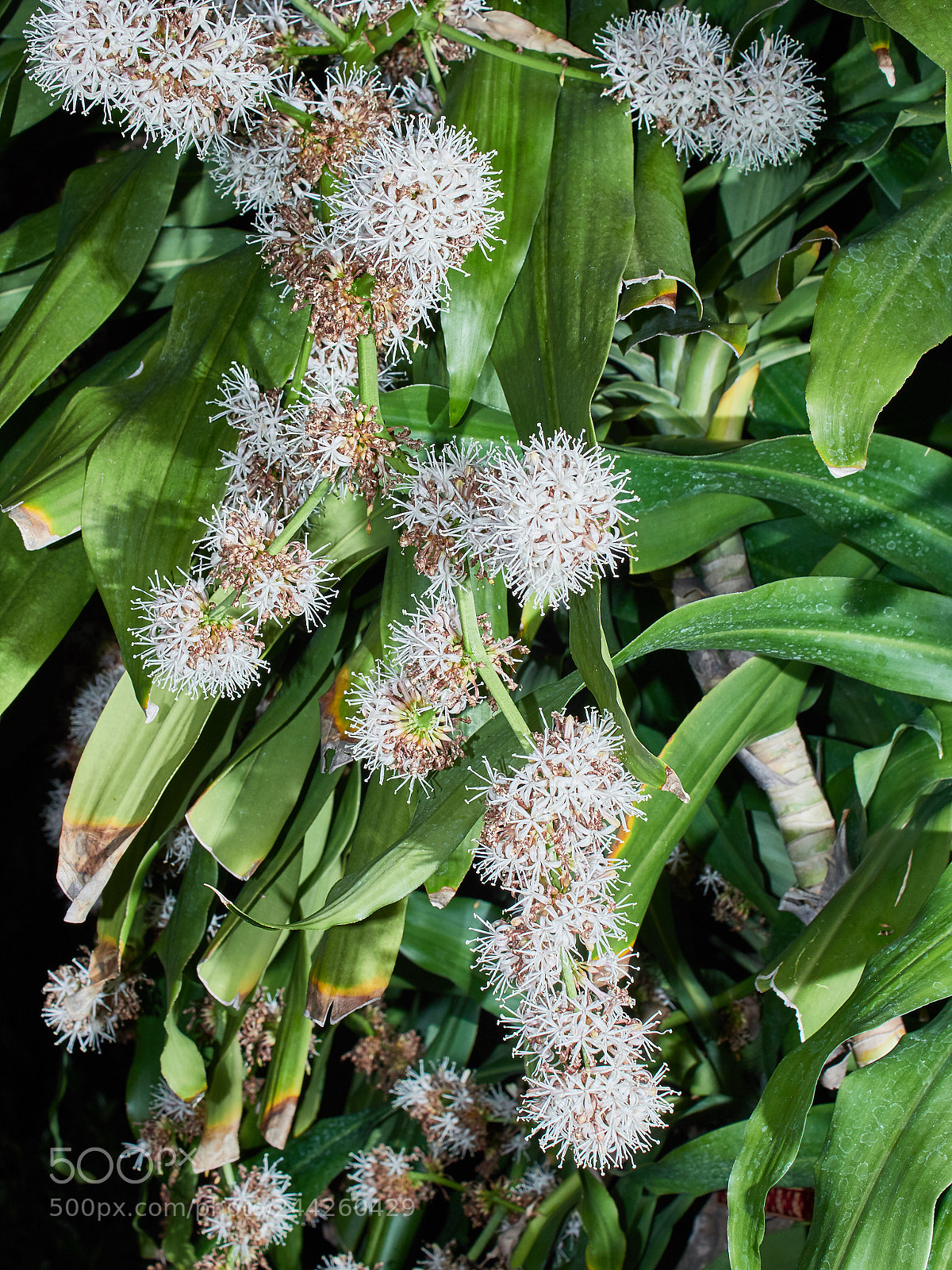 Olympus OM-D E-M1 Mark II sample photo. Queen of dracaena in photography