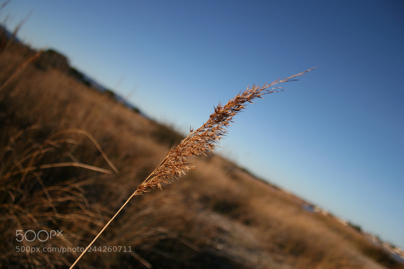 Canon EOS 20D sample photo. Plumeau photography