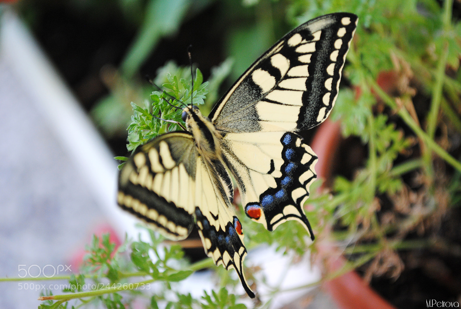 Nikon D3000 sample photo. Flying flower photography