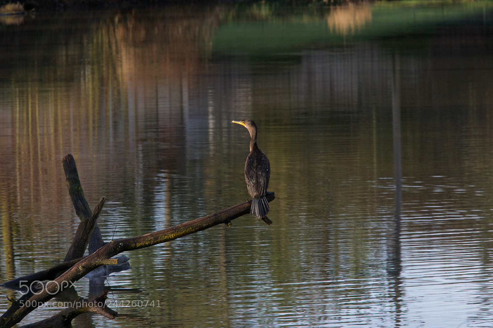 Canon EOS-1Ds Mark II sample photo. Double-crested cormorant photography
